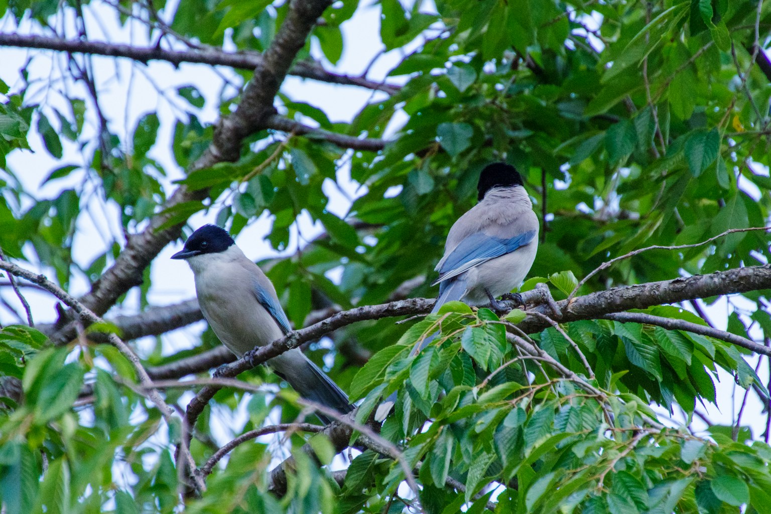 Deux oiseaux perchés parmi des feuilles vertes