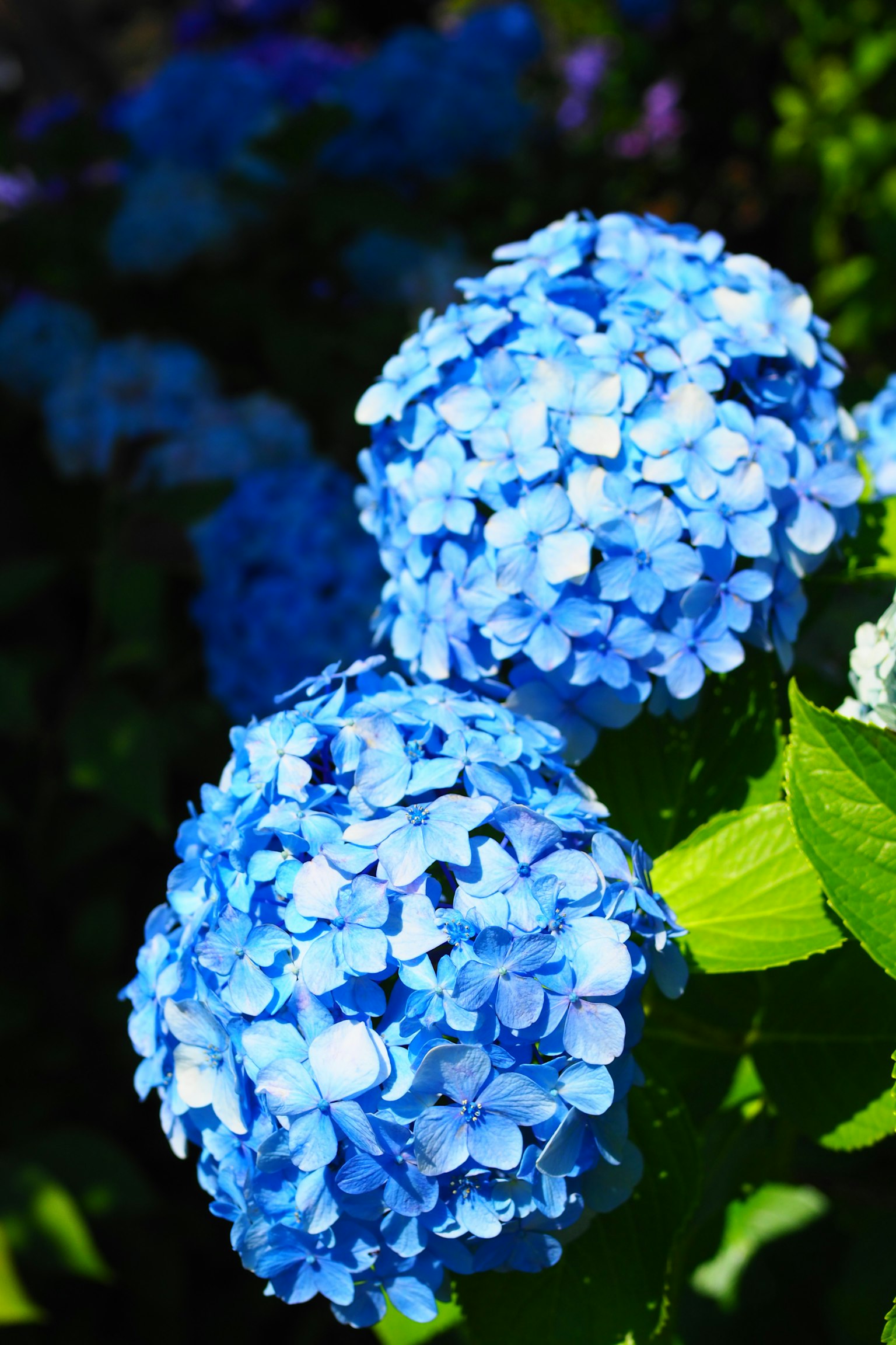 Blaue Hortensienblüten in voller Blüte