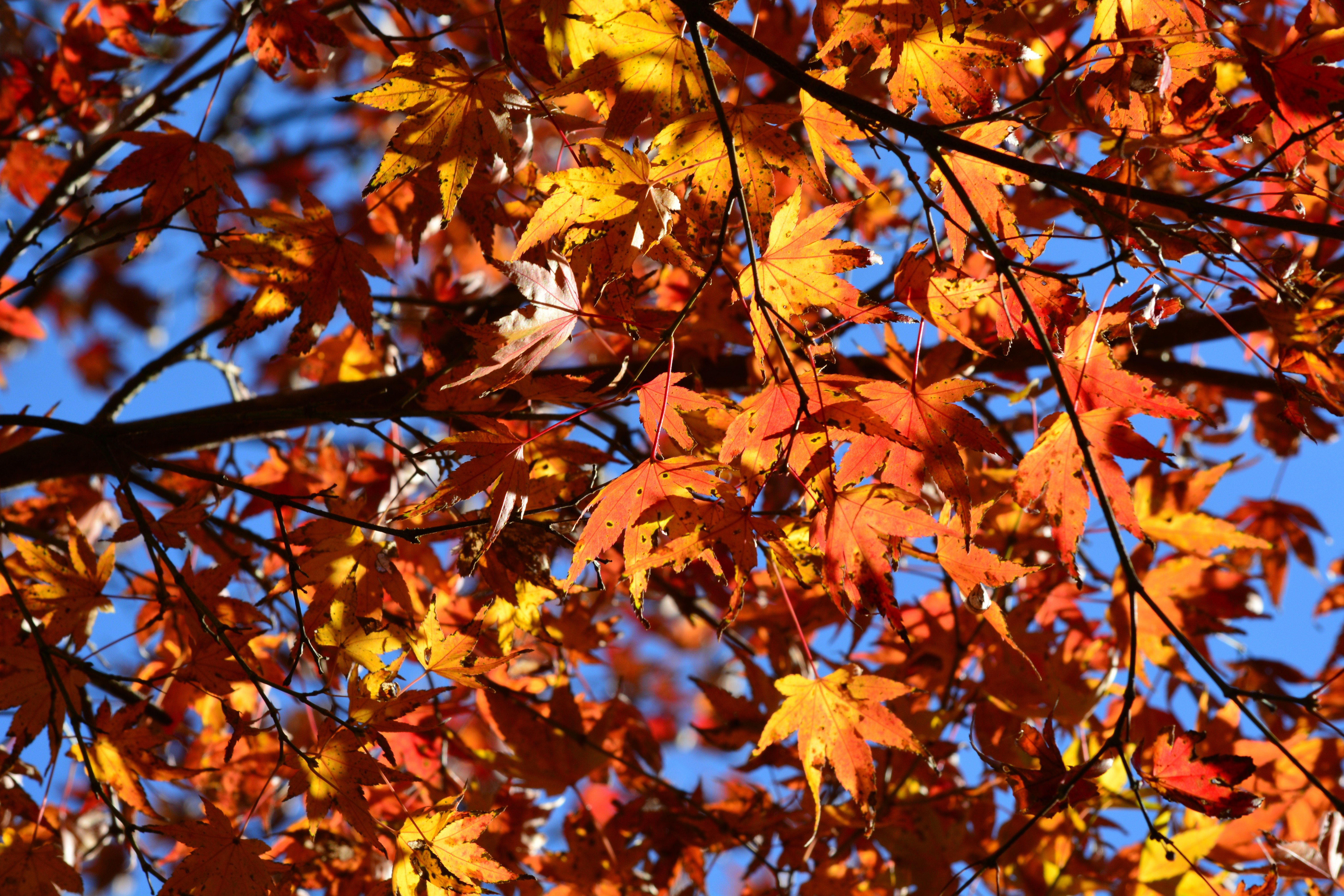 autumn maple leaves and fallen foliage on tree branches