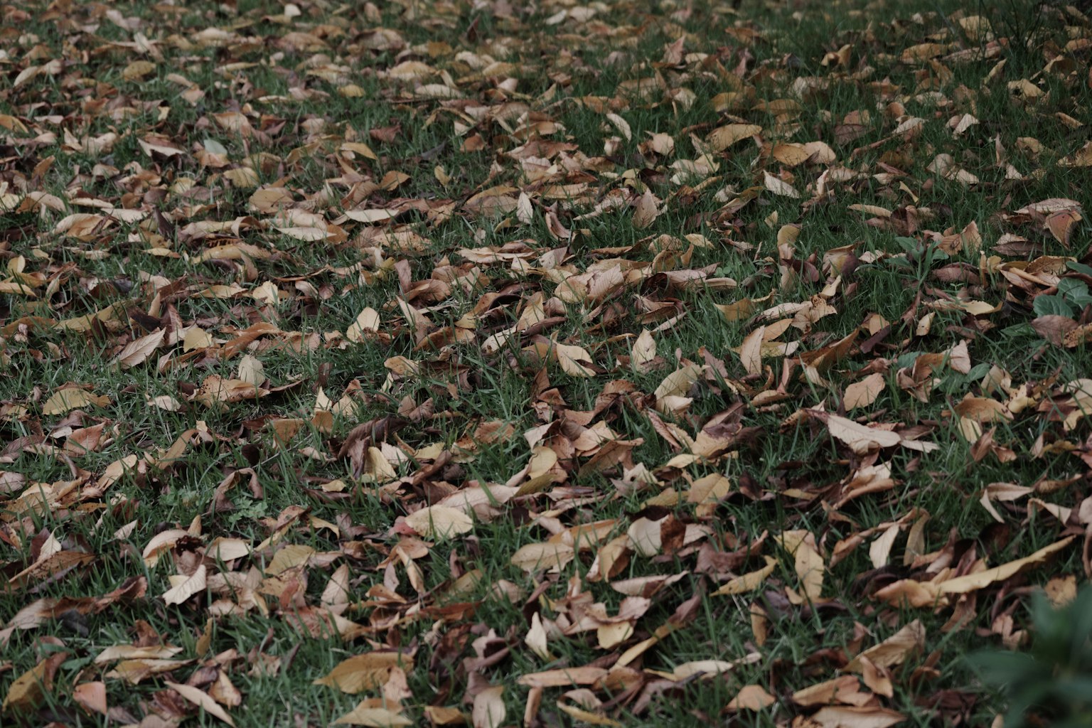 Gambar daun jatuh berserakan di atas rumput hijau