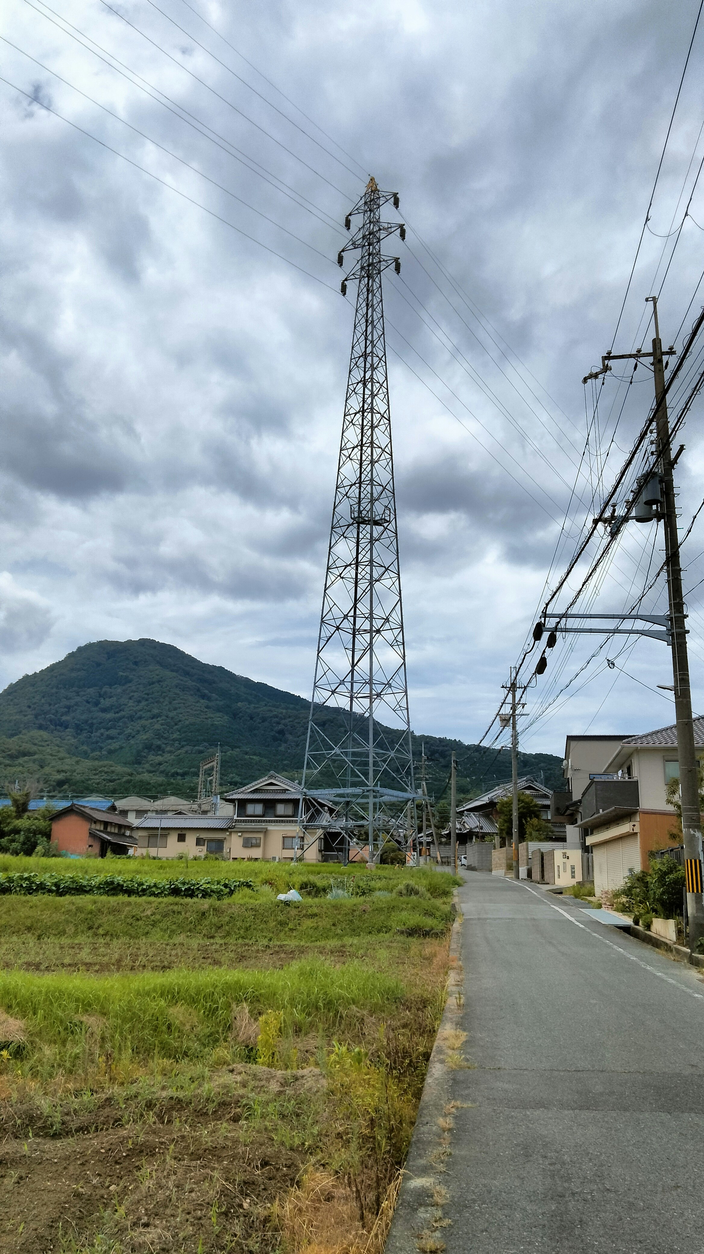 乡间道路两侧的电线杆与田地，阴天