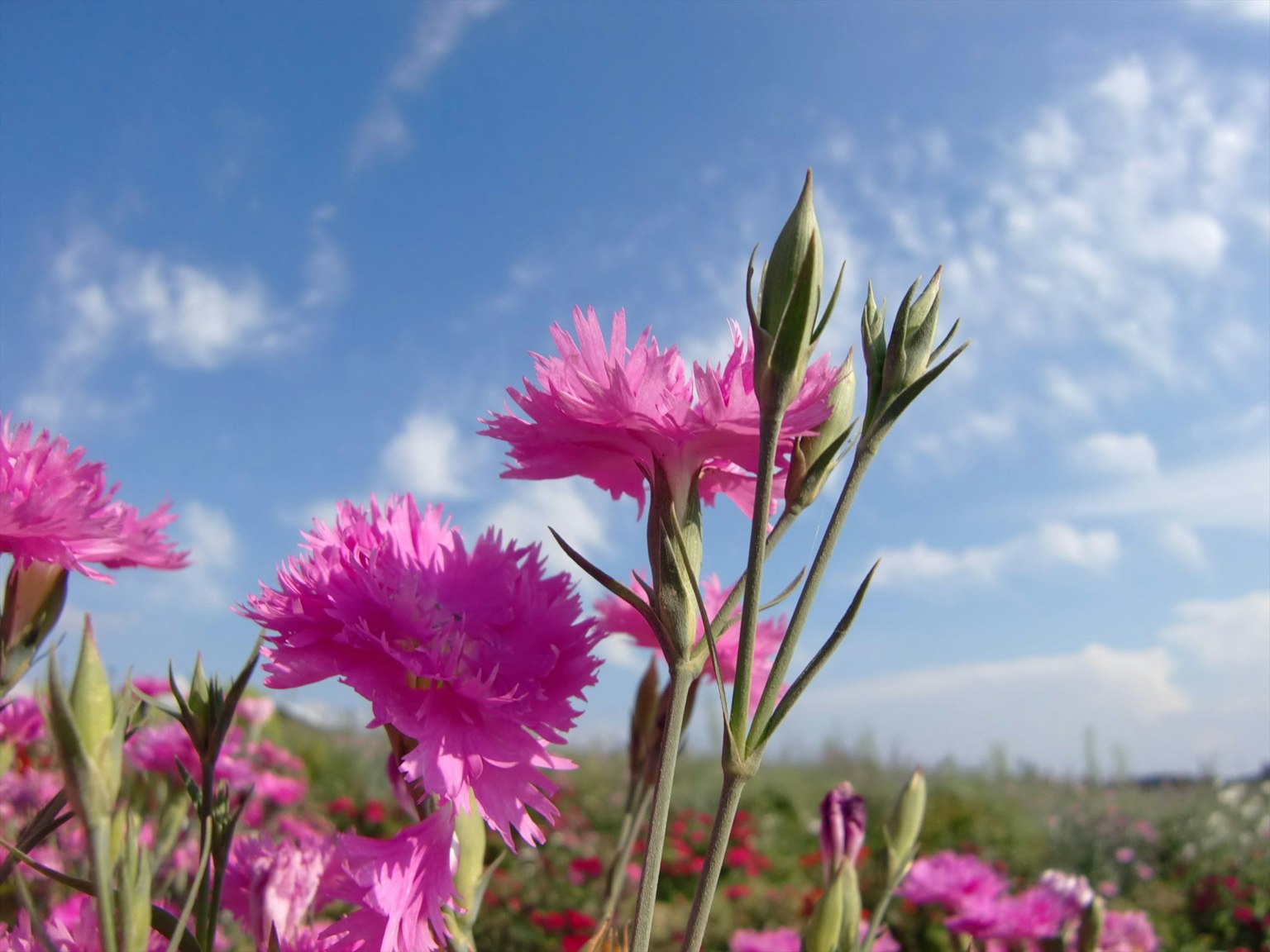 Flores rosas vibrantes y sus brotes bajo un cielo azul
