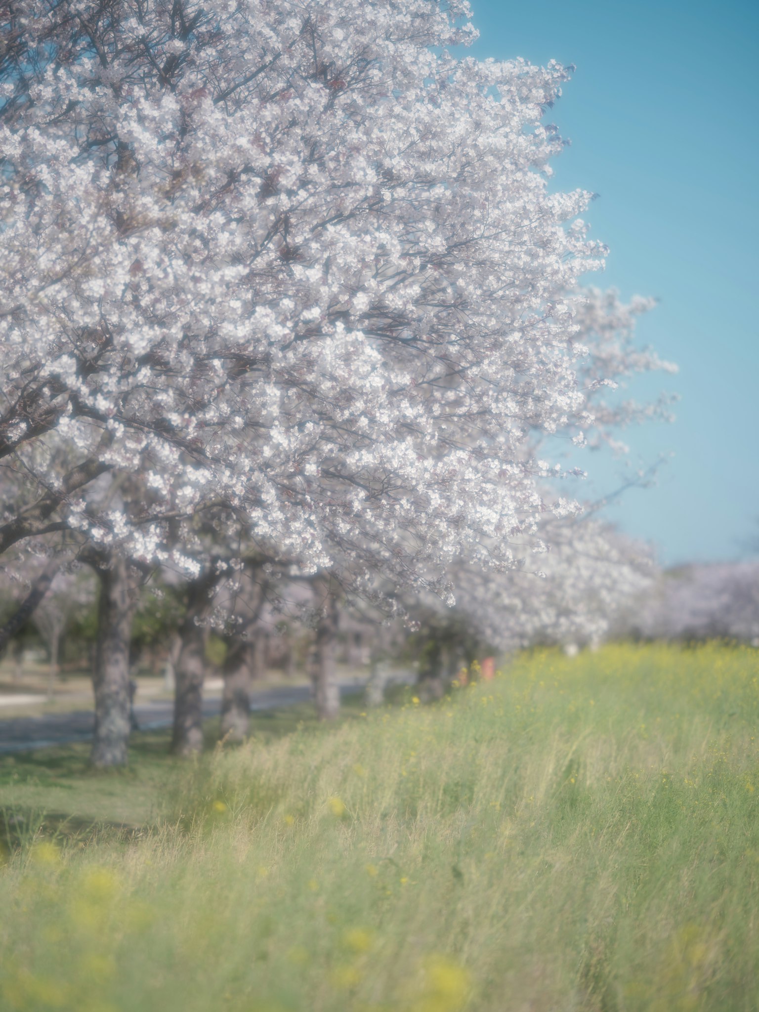 Blooming cherry trees with blue sky and grassy field