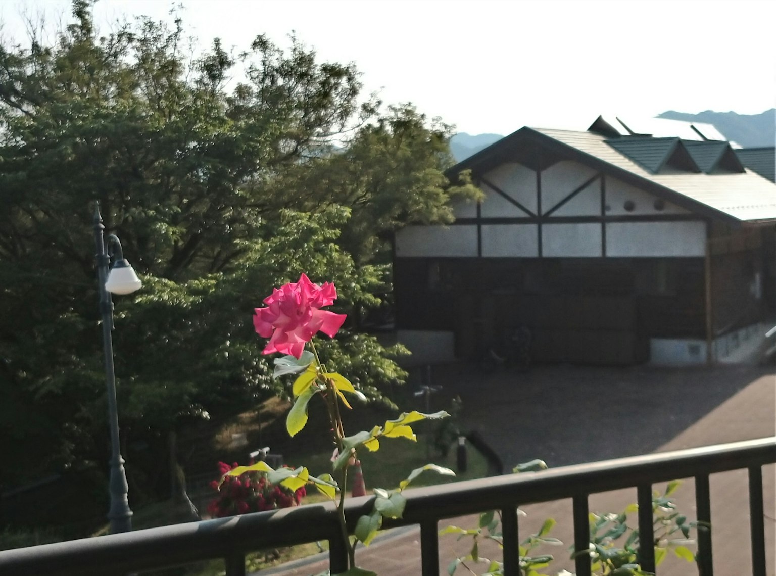 Vibrant pink flower with traditional building and trees in the background