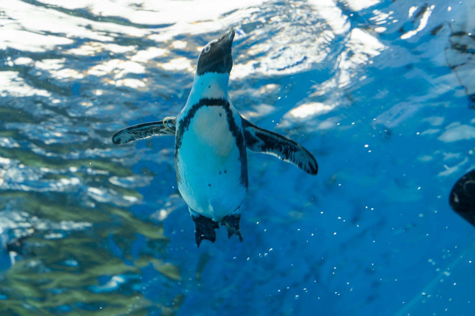 Pinguino che nuota sott'acqua con un bel riflesso sulla superficie blu