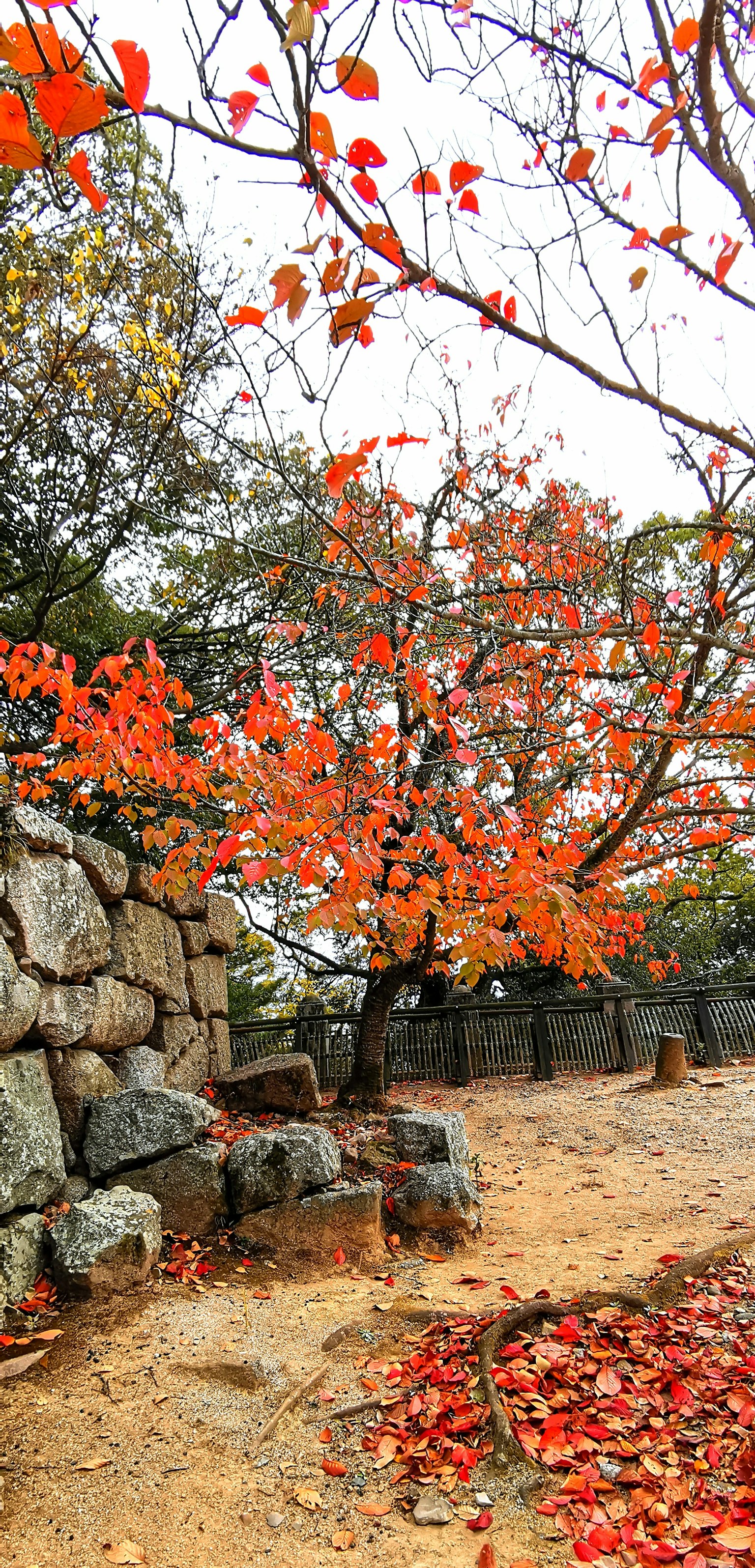 Scenic view of a tree with vibrant autumn leaves and a stone wall