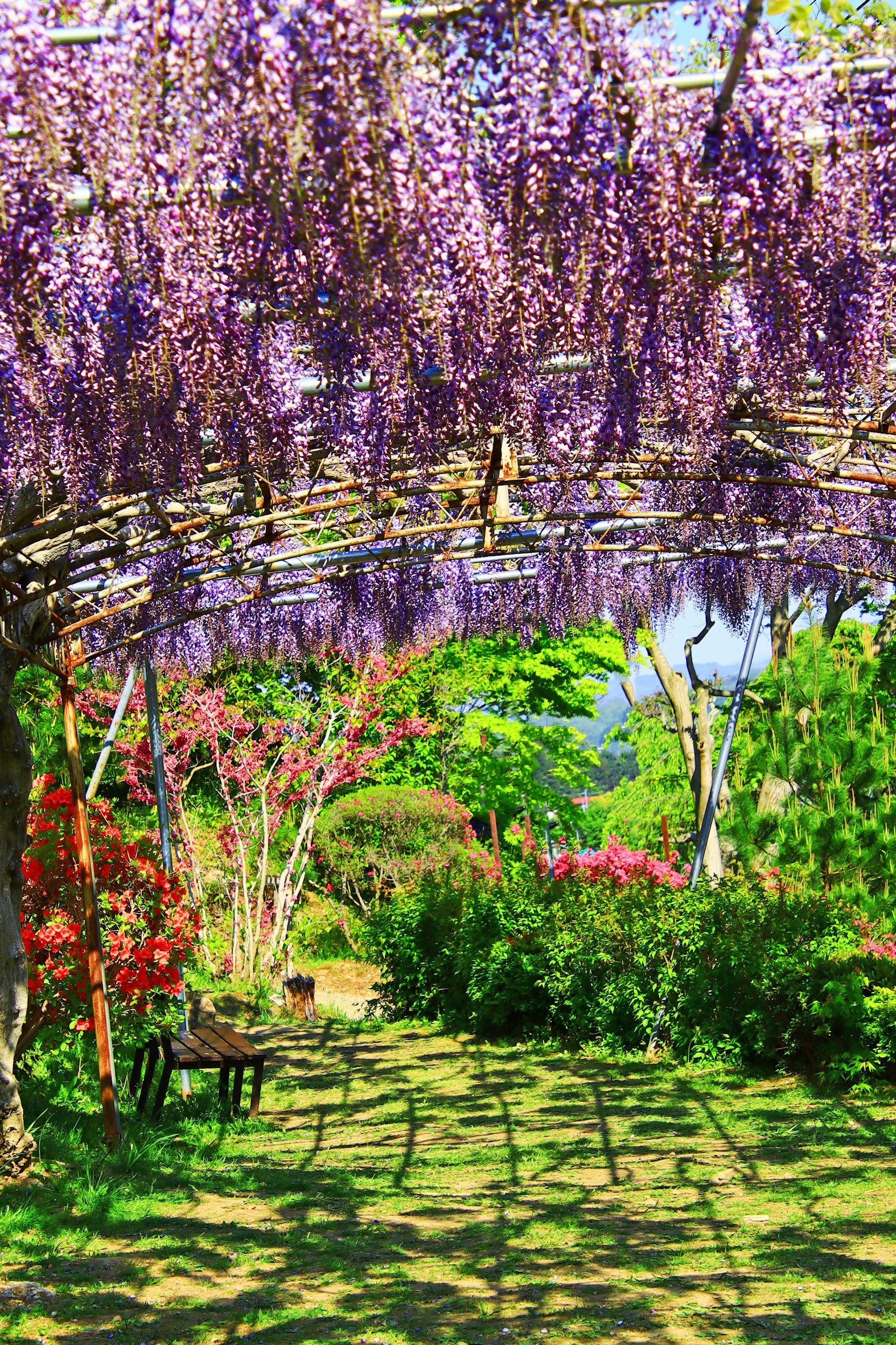 Schöne Gartenszene mit überhängenden Glyzinienblüten