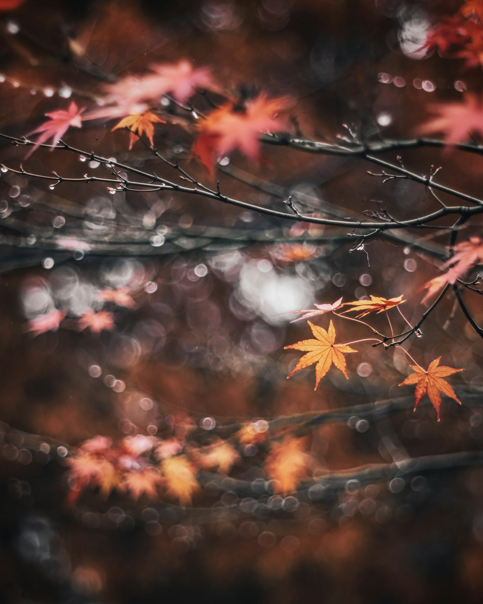 Beautiful photo of maple leaves with autumn colors and a blurred background
