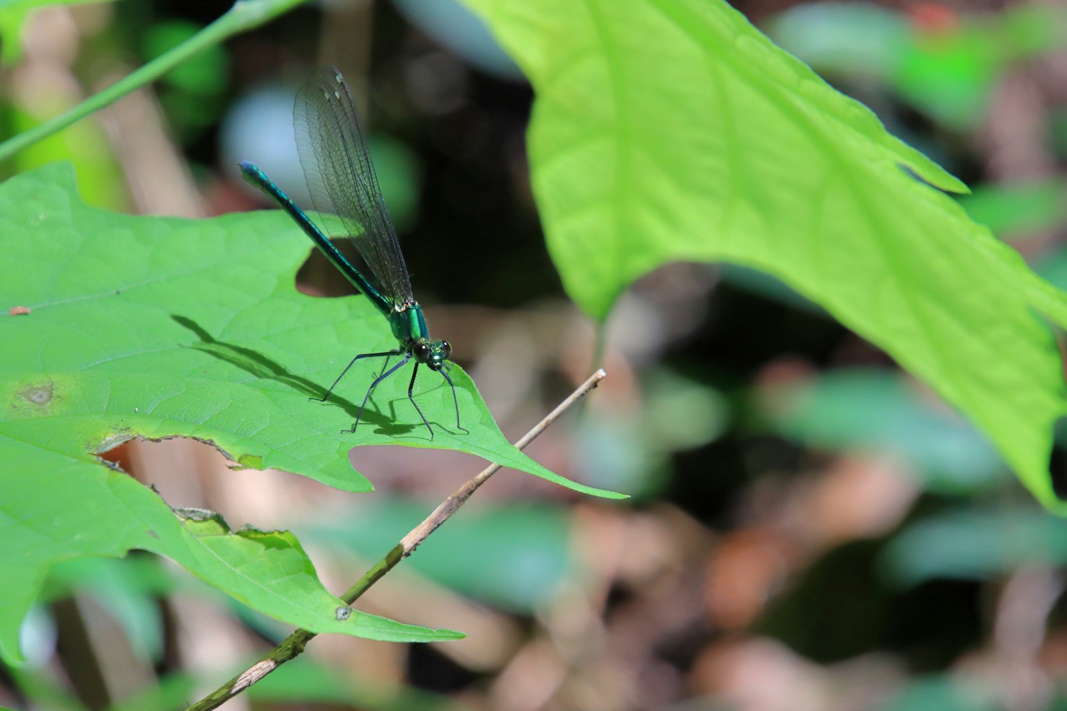 Nahaufnahme eines Insekts, das seinen Schatten auf ein grünes Blatt in einer natürlichen Umgebung wirft
