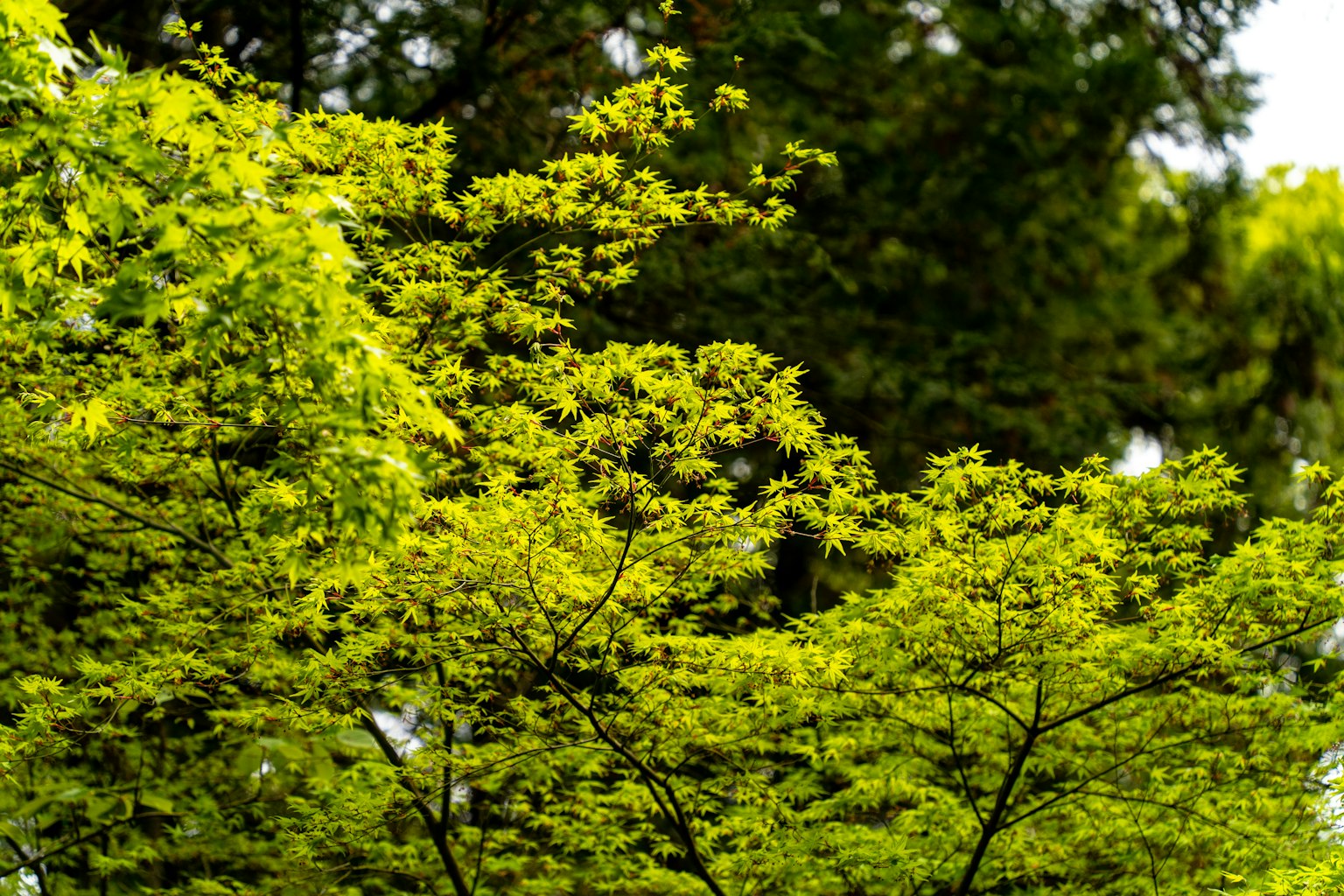 Primer plano de ramas de árbol con hojas verdes exuberantes