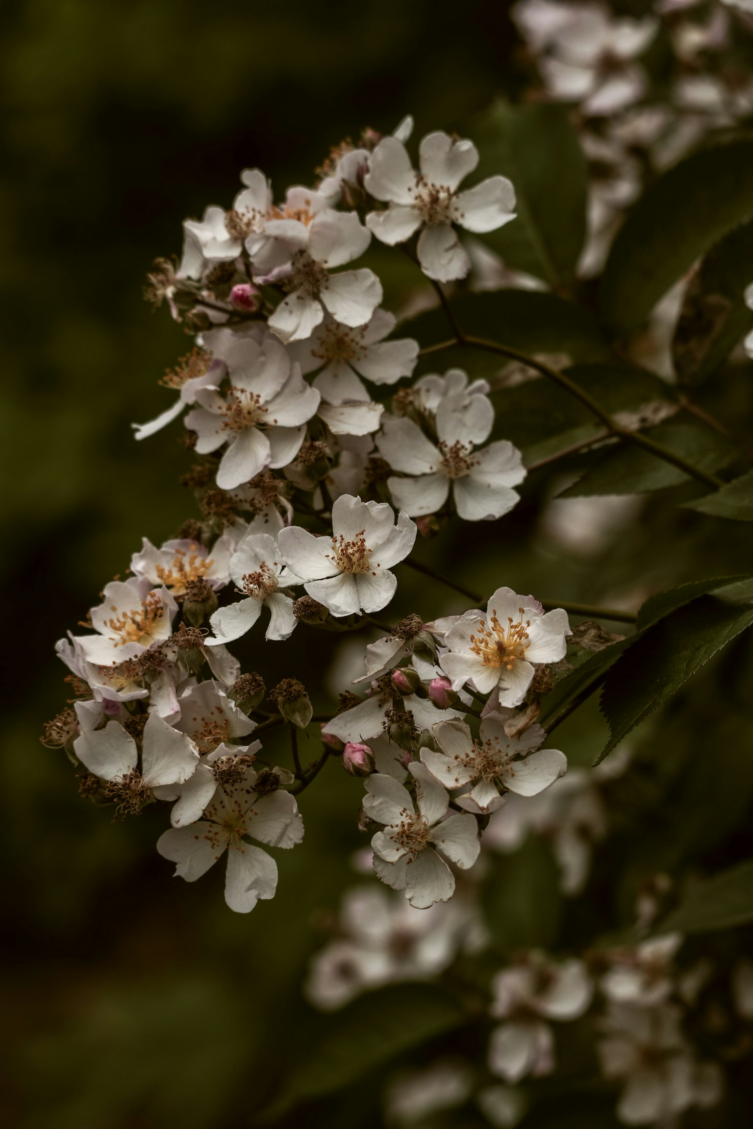 Primo piano di rami con fiori bianchi in fiore
