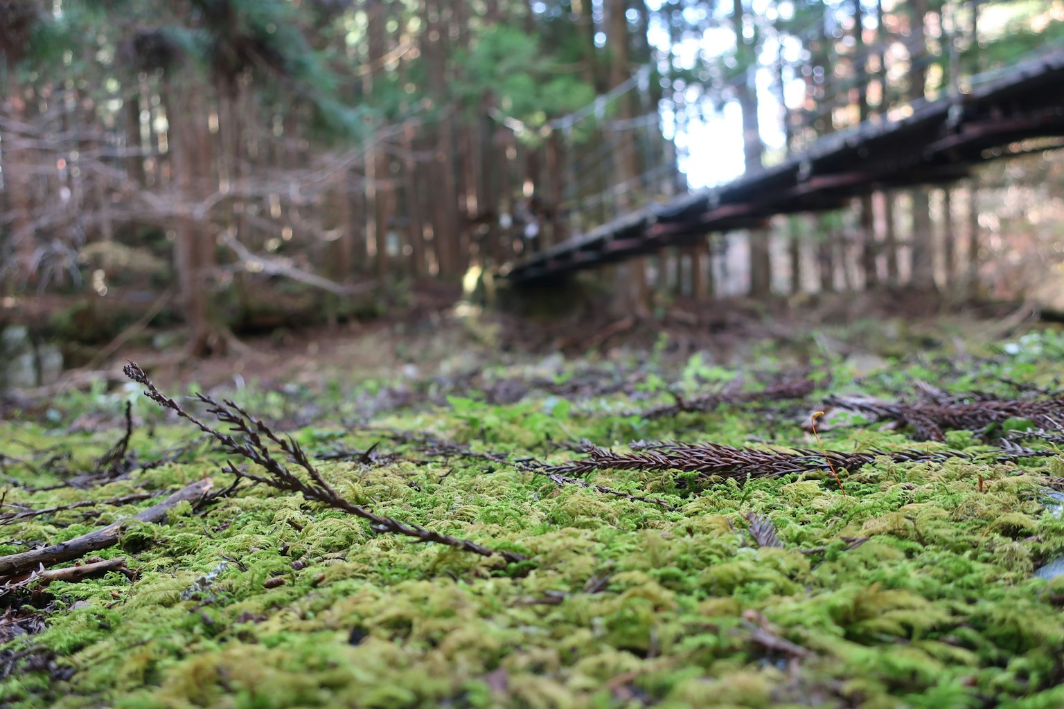 Pavimento forestale coperto di muschio verde e alberi sullo sfondo