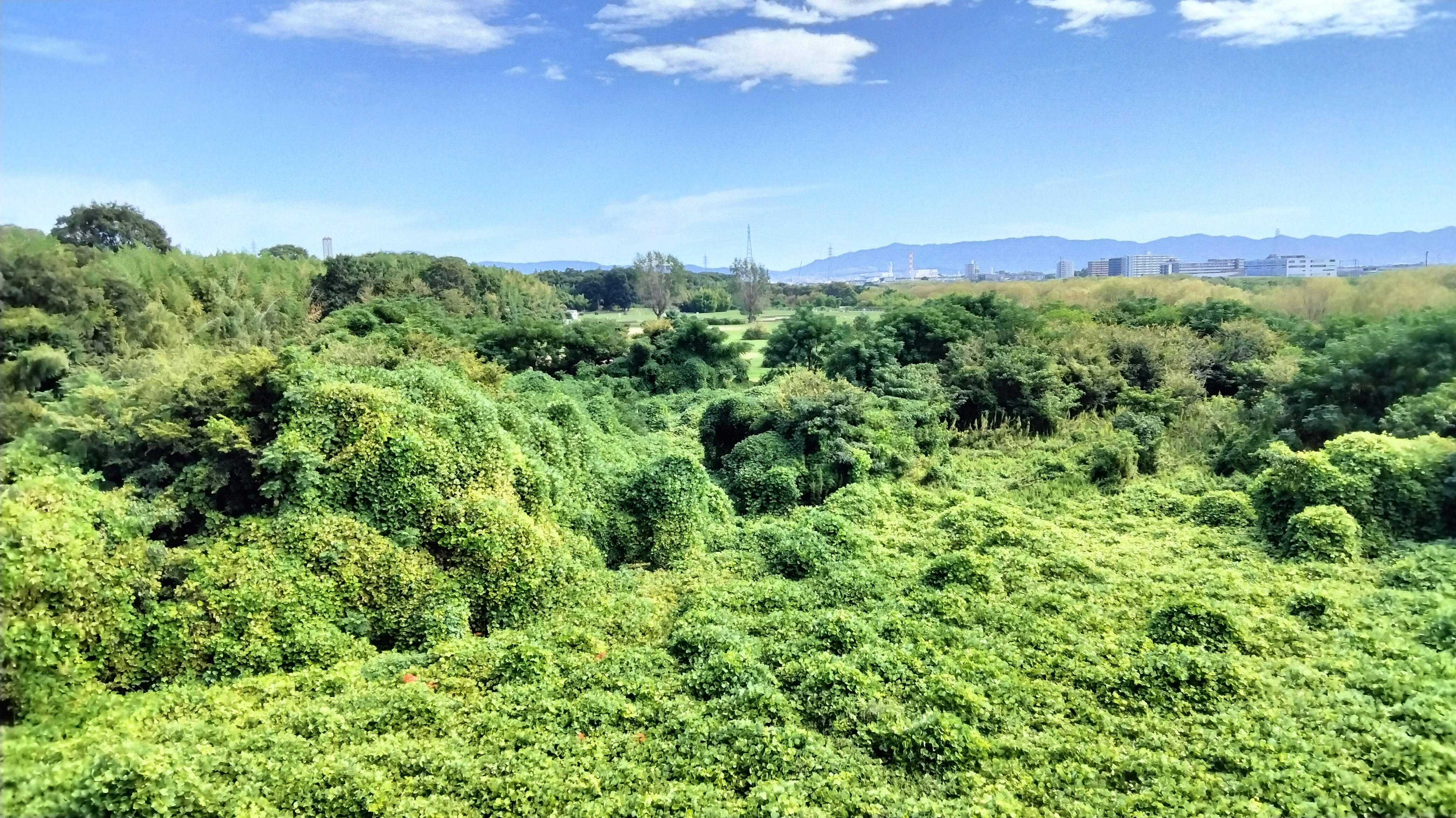 緑の丘陵に広がる森林のパノラマ風景