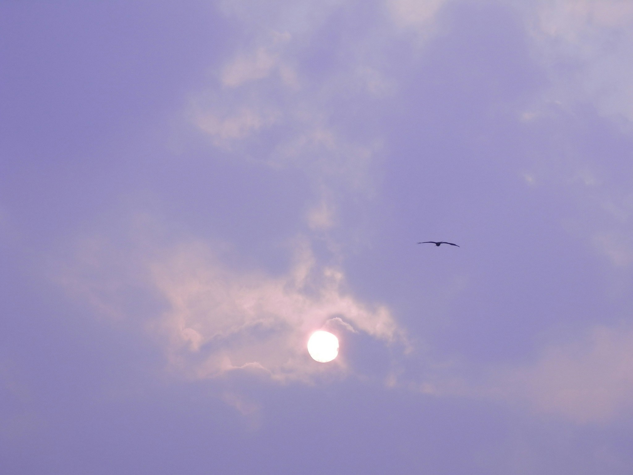 夕焼け空に浮かぶ月と小鳥