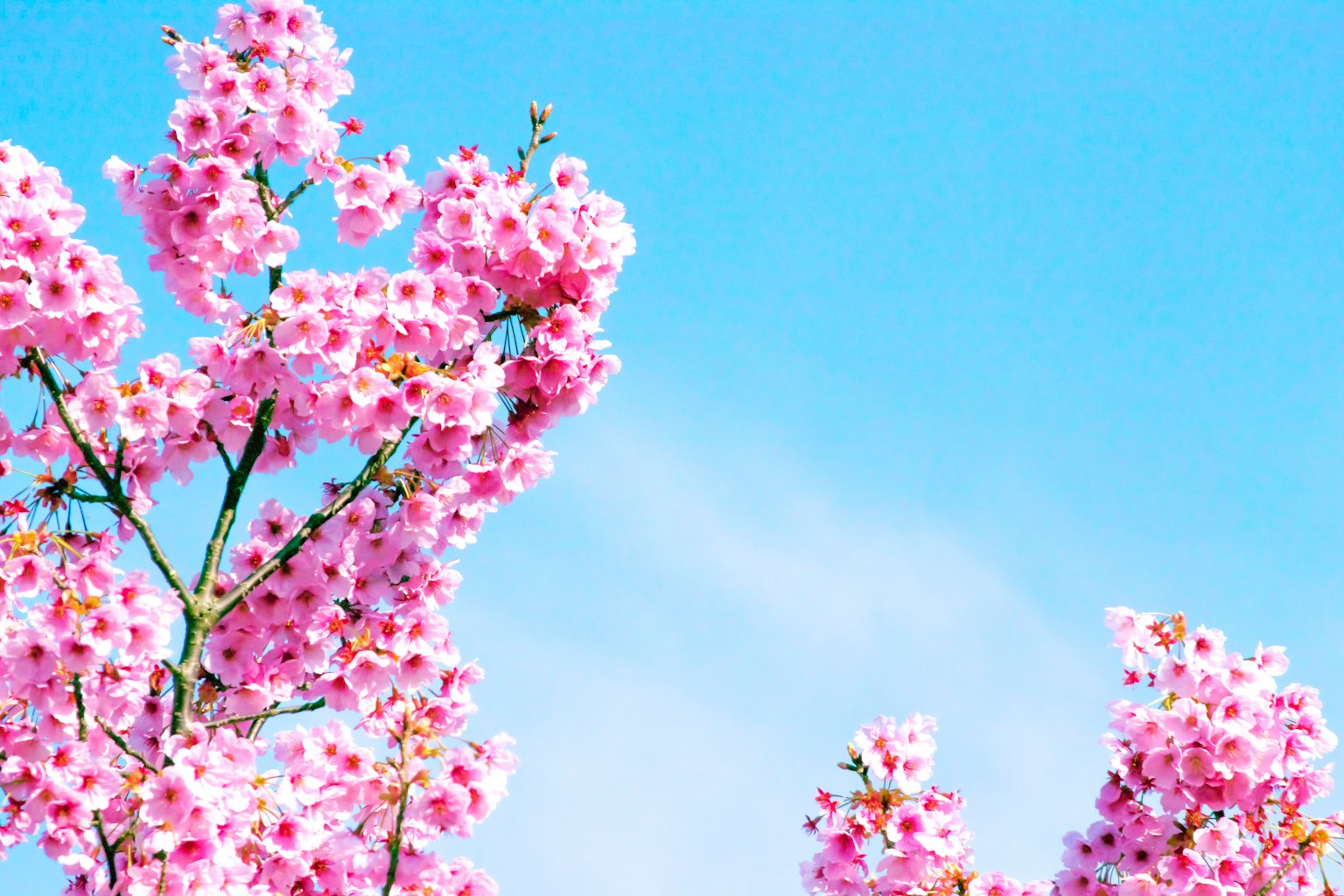 Albero in fiore rosa contro un cielo blu chiaro