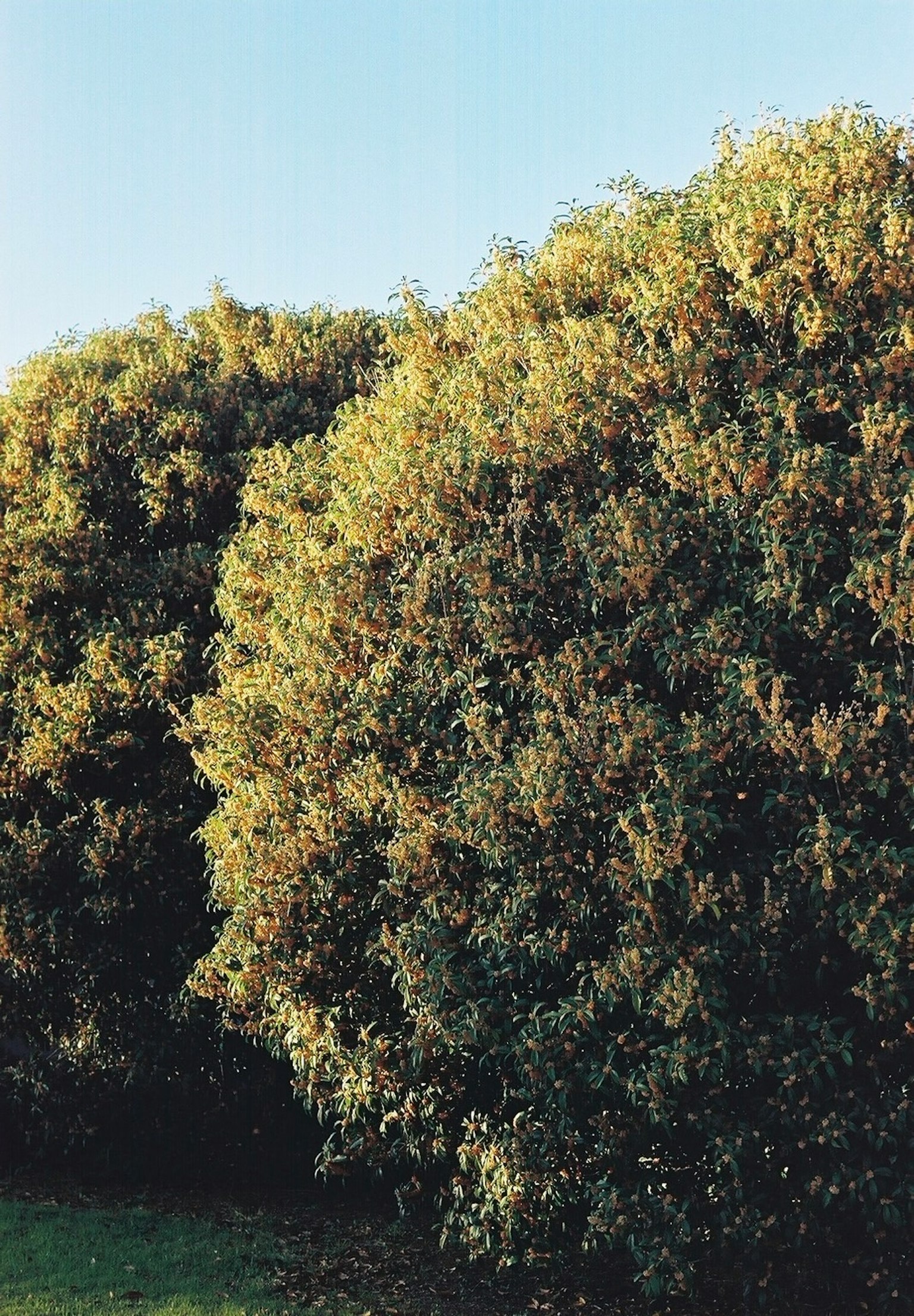 Arbusto verde frondoso con follaje denso en un entorno al aire libre soleado