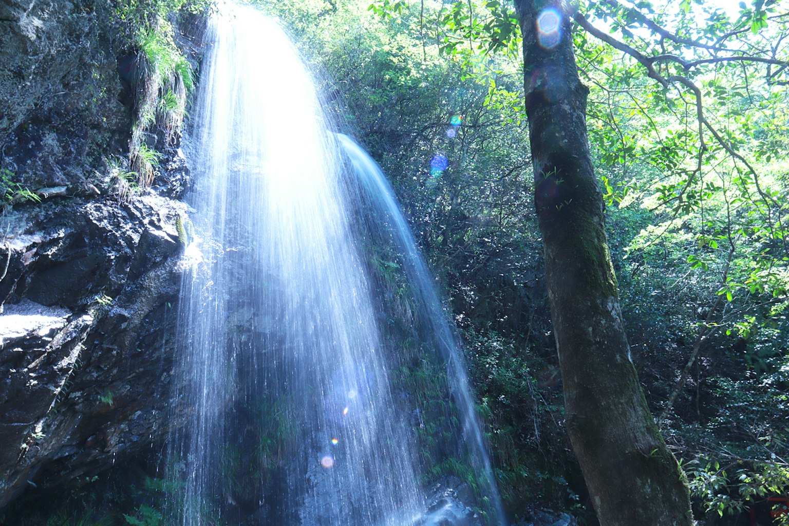 น้ำตกที่สวยงามไหลลงในป่าเขียวขจี