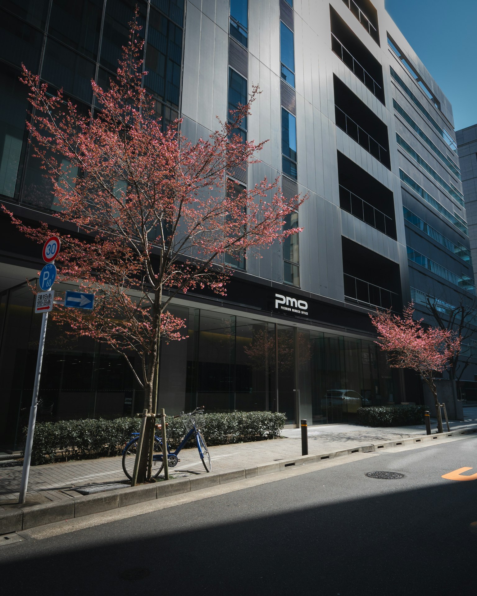 Pohon sakura di depan gedung modern dengan kaca reflektif