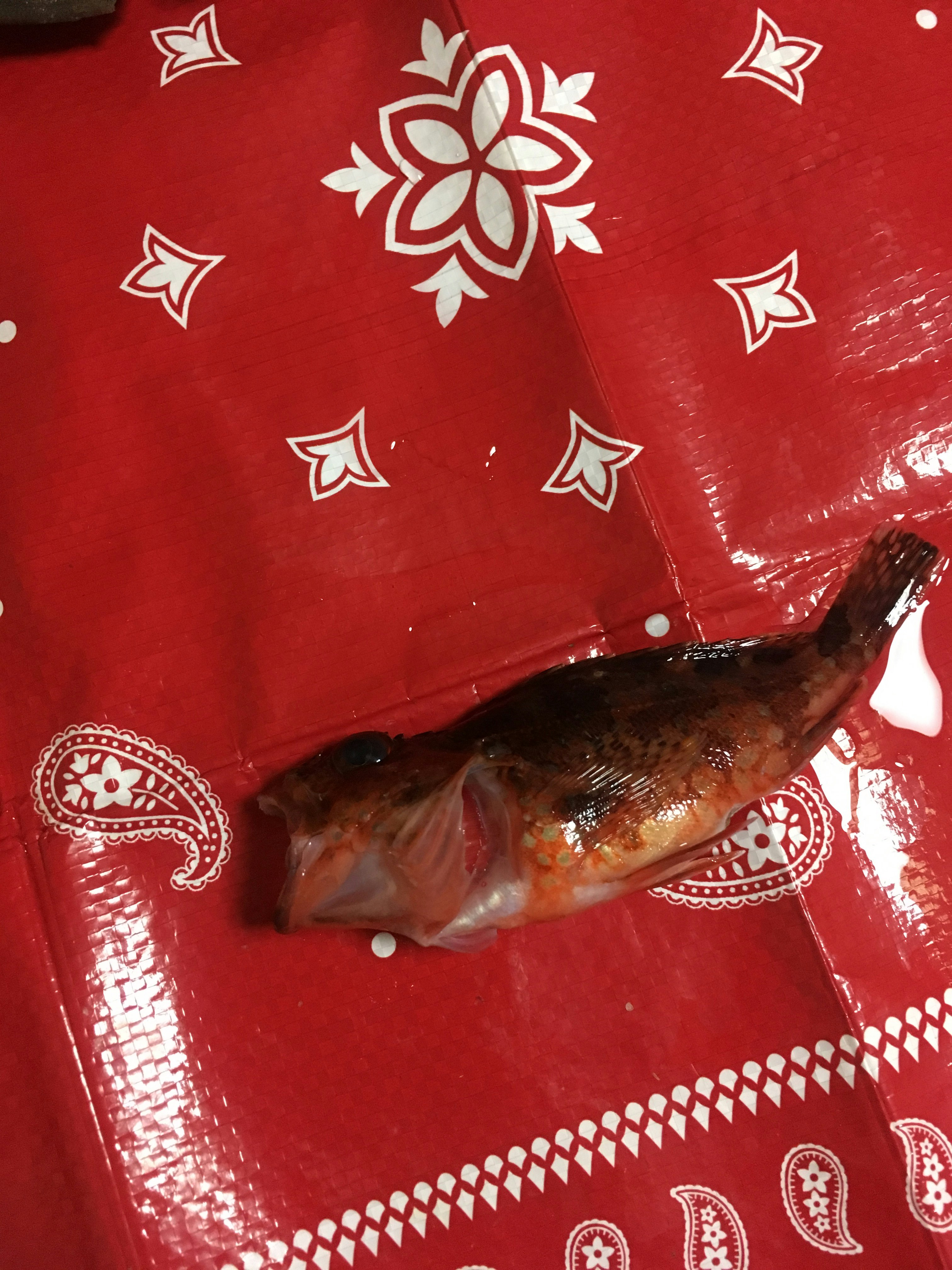 红色纸张包裹的鱼片