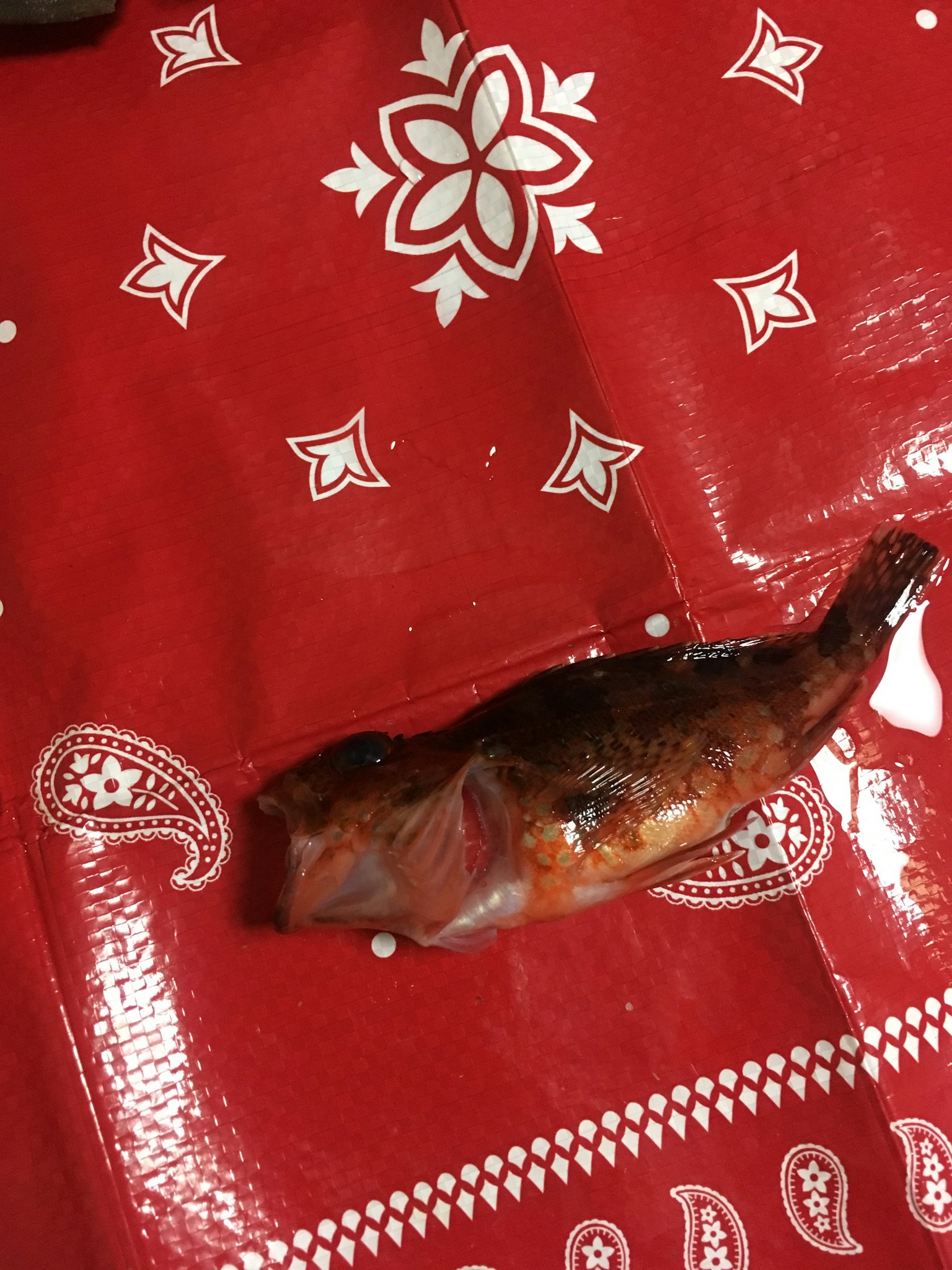 Poisson grillé posé sur un bandana rouge
