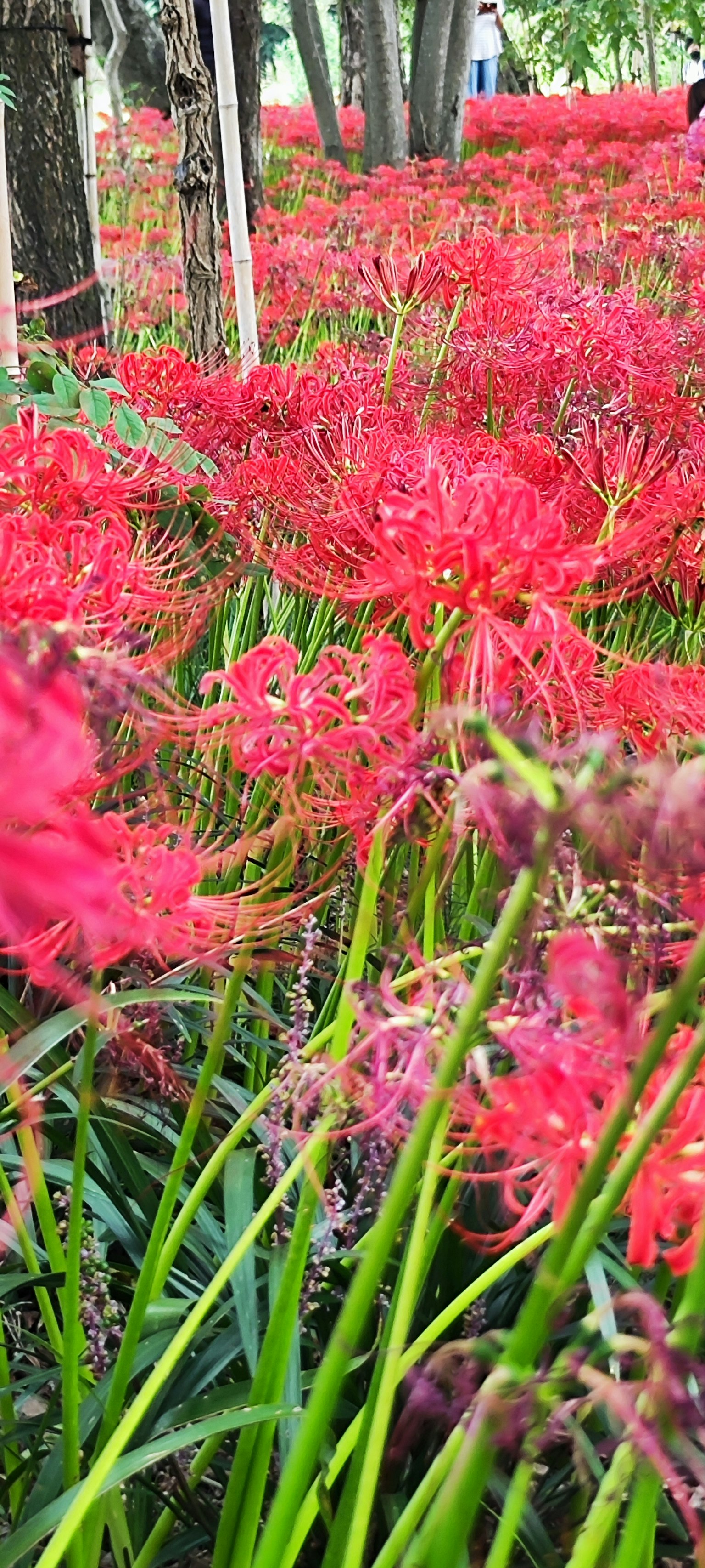 Ladang bunga lili laba-laba merah yang cerah