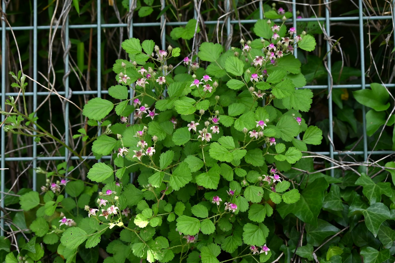 Una planta con hojas verdes y flores moradas claras creciendo en una cerca