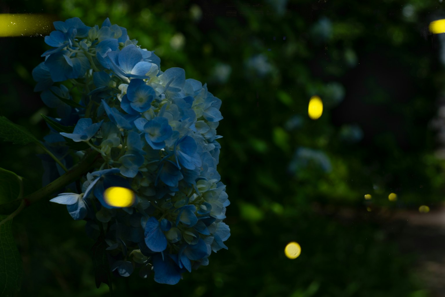 蓝色绣球花与绿色背景中的发光萤火虫