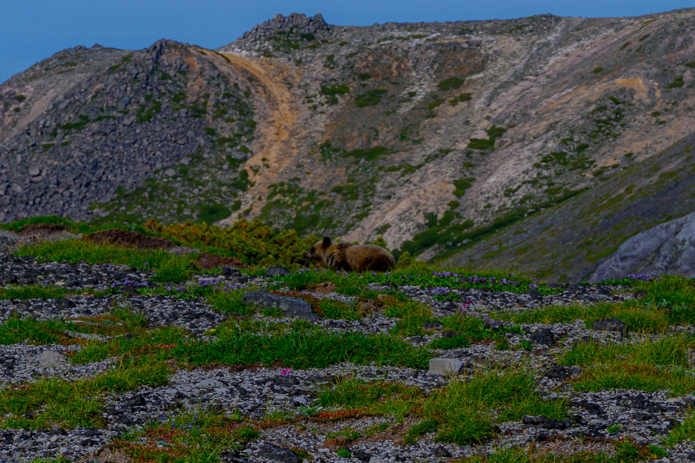 ladera montañosa rocosa con hierba verde y arbustos