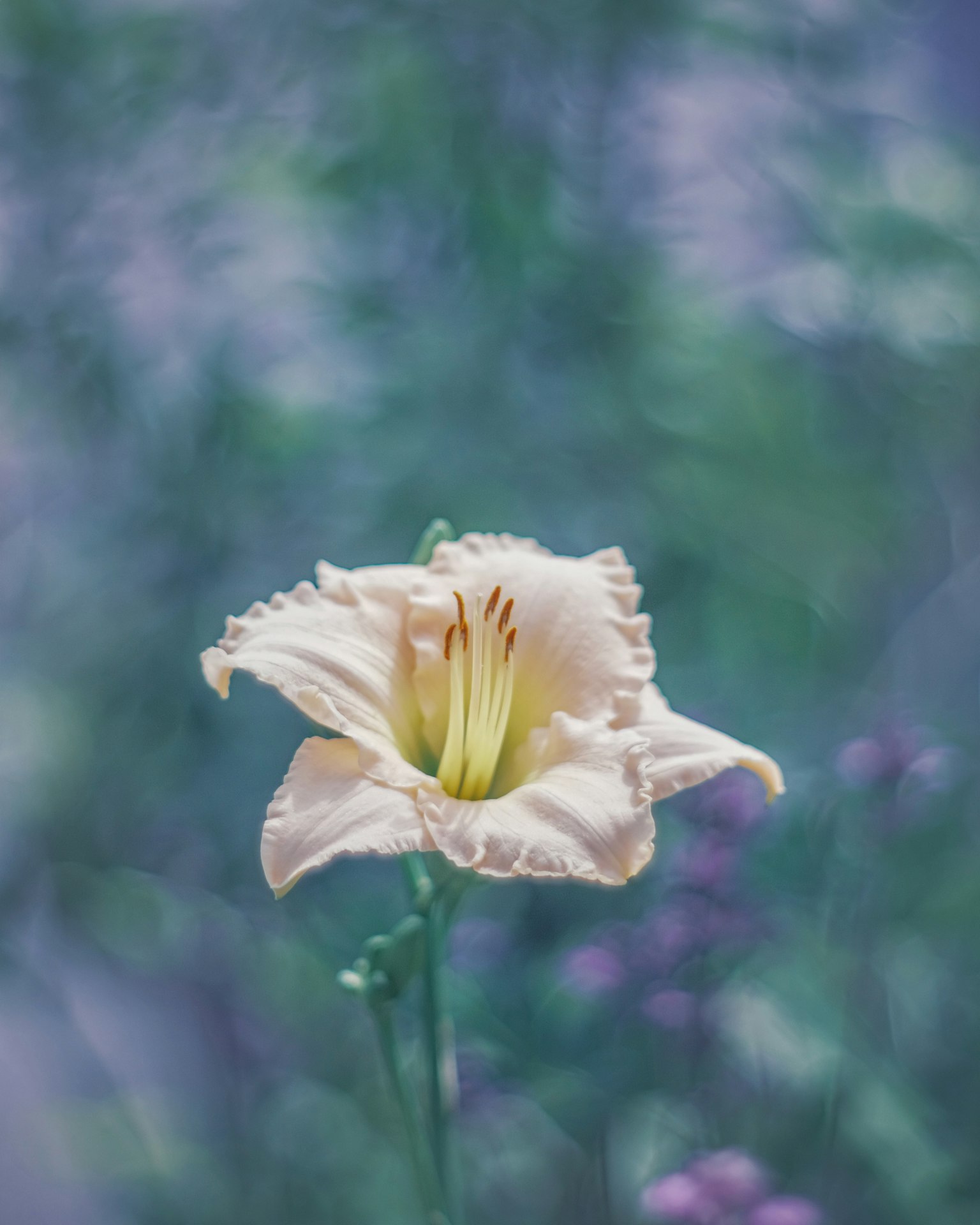 Una flor de lirio pálido floreciendo con un fondo borroso