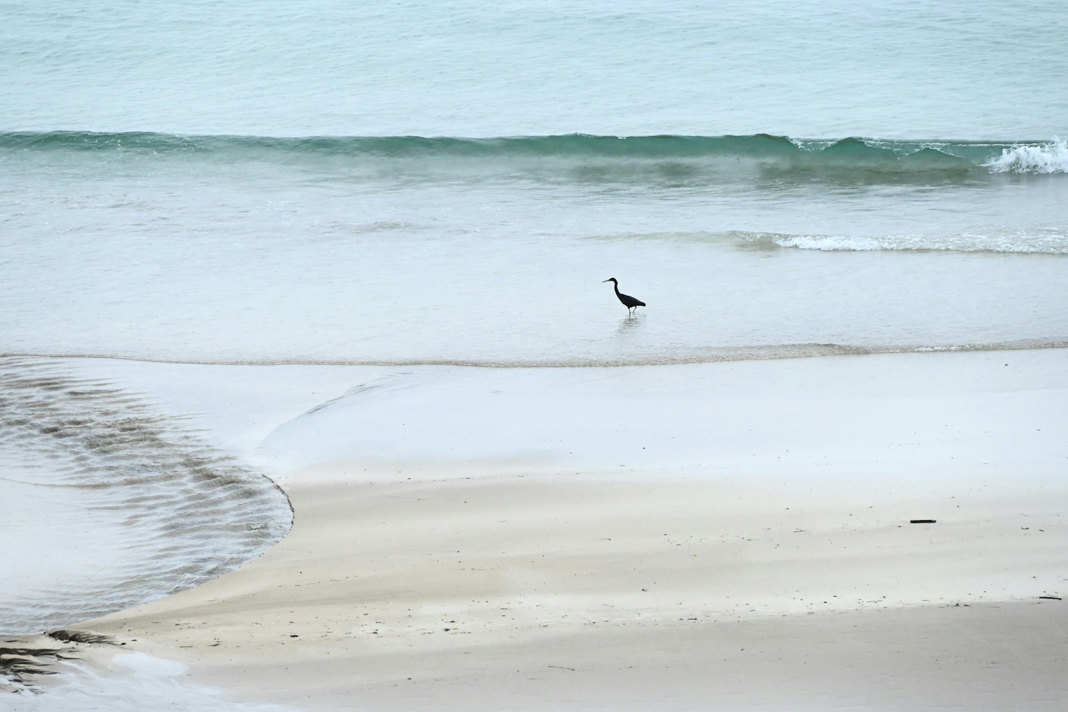 Gambar burung yang berdiri di pantai sepi dengan gelombang lembut
