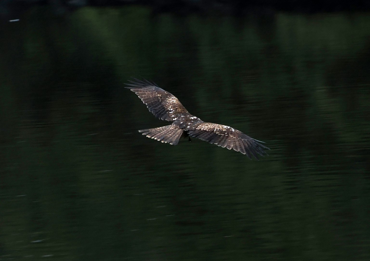 Un falco che vola sopra la superficie dell'acqua con ali aggraziate