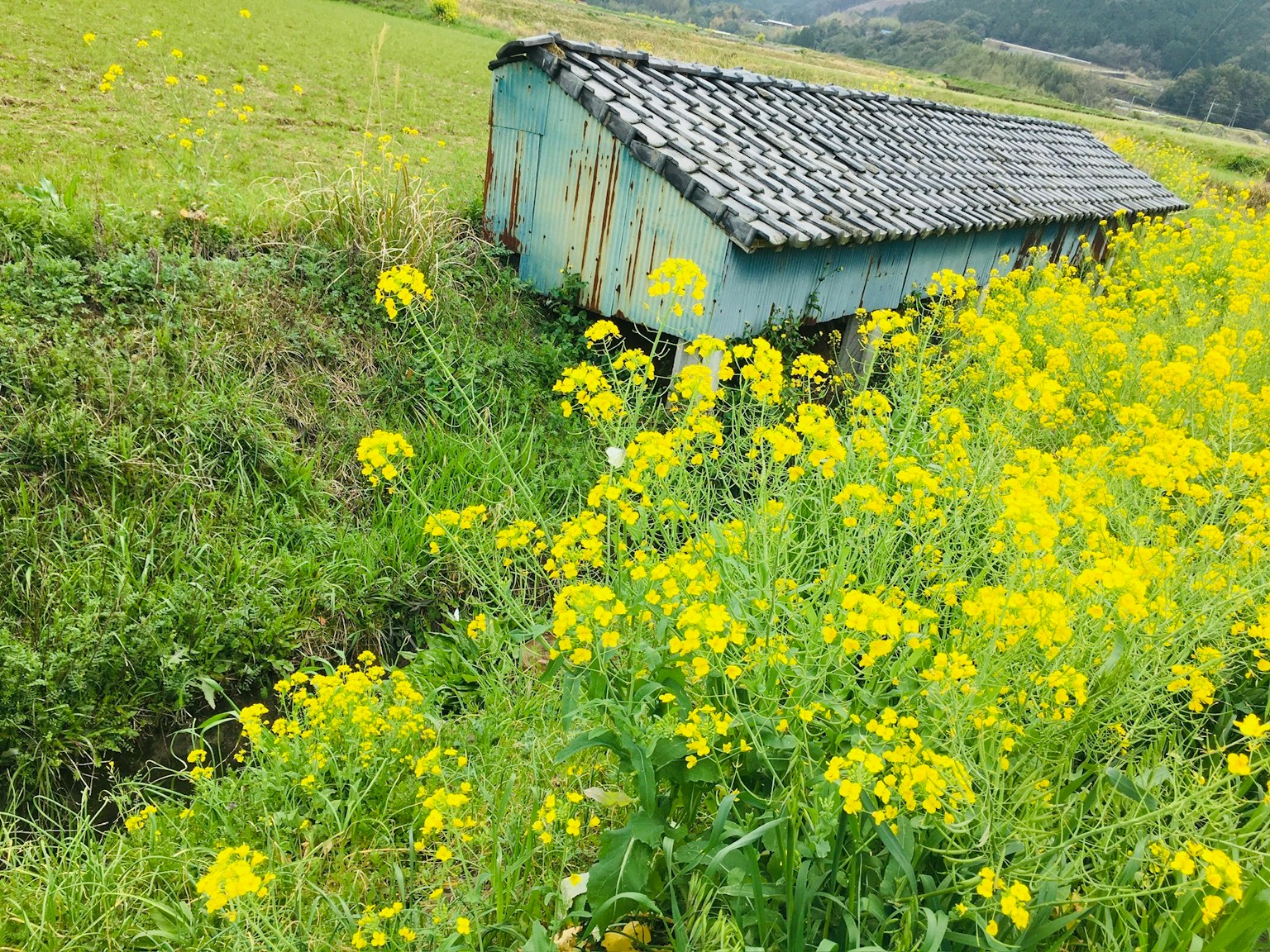Sebuah gudang biru dikelilingi bunga kuning cerah di ladang hijau