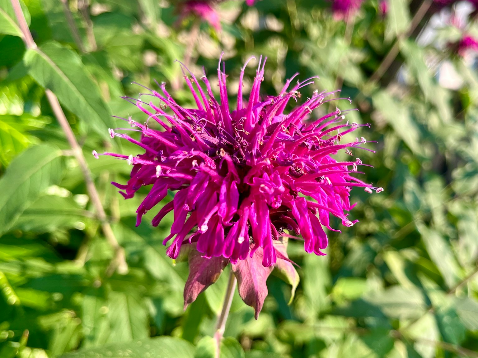Vibrant purple flower blooming among green leaves