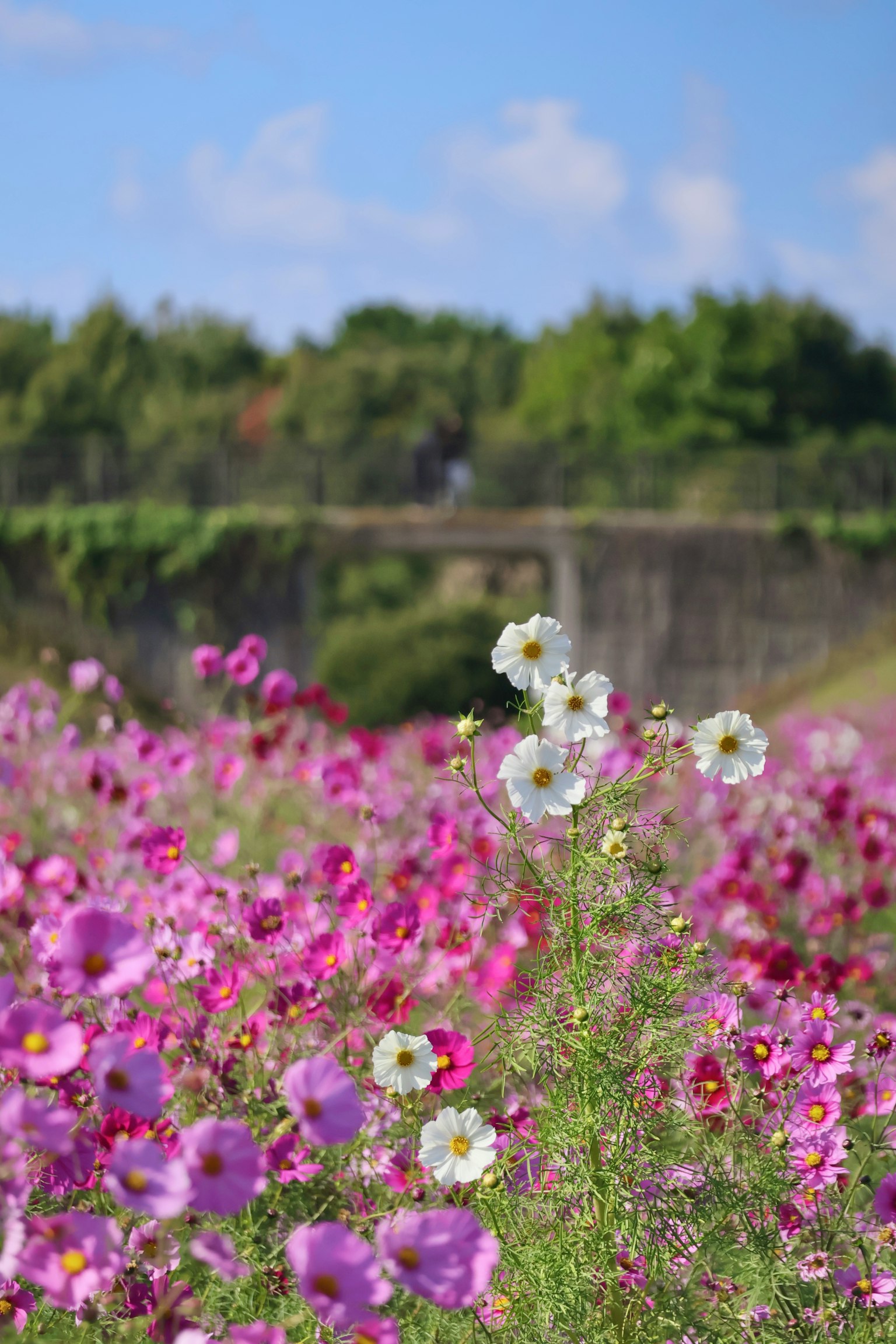 色とりどりのコスモスの花が咲く風景 白い花が目立つ 背景には緑の木々と青空
