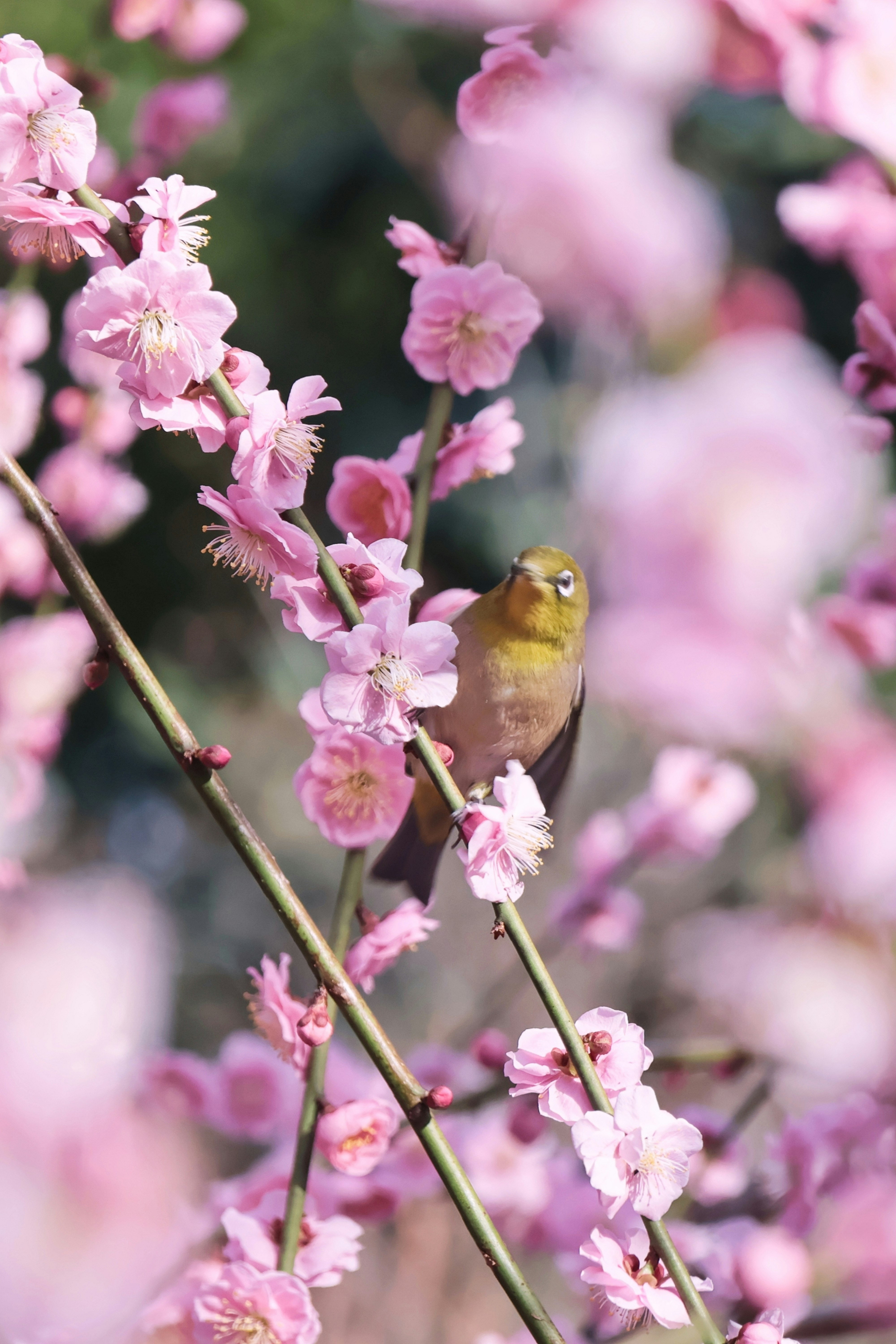 ピンクの花にとまる小鳥のある花畑