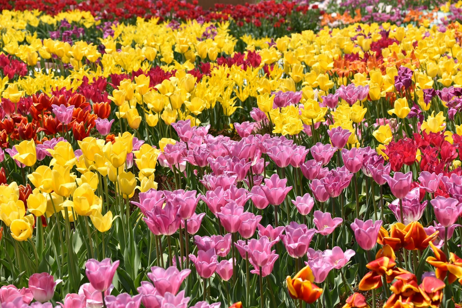 다채로운 튤립 꽃밭의 분홍색 노란색 빨간색 꽃
