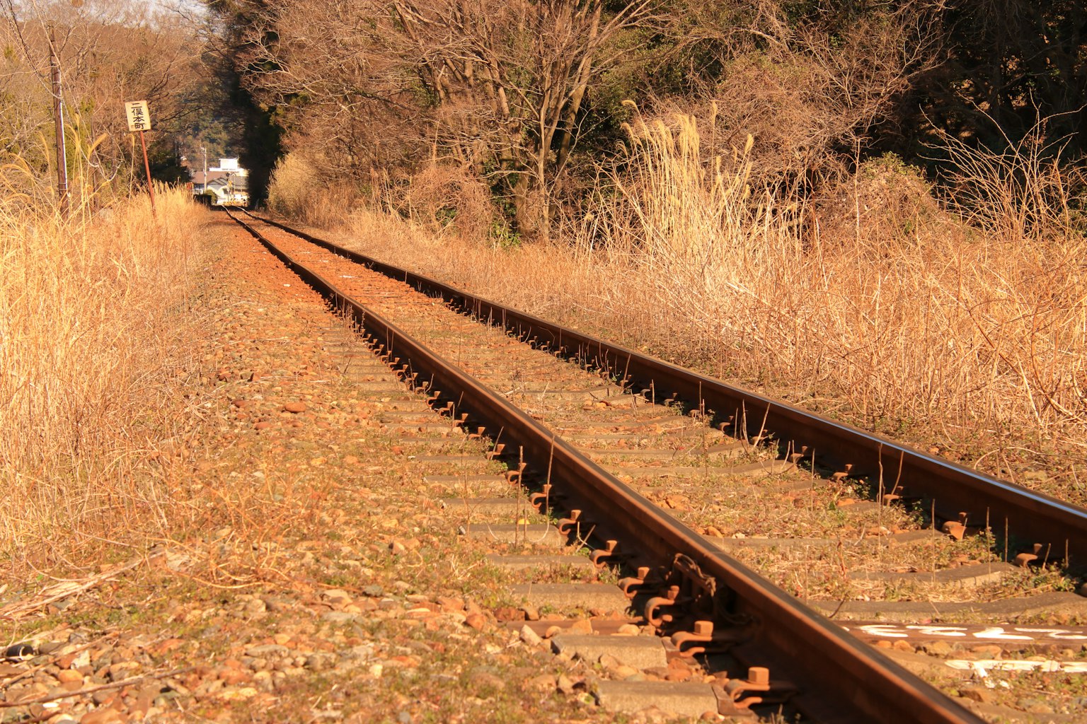 Railway tracks surrounded by grass and trees