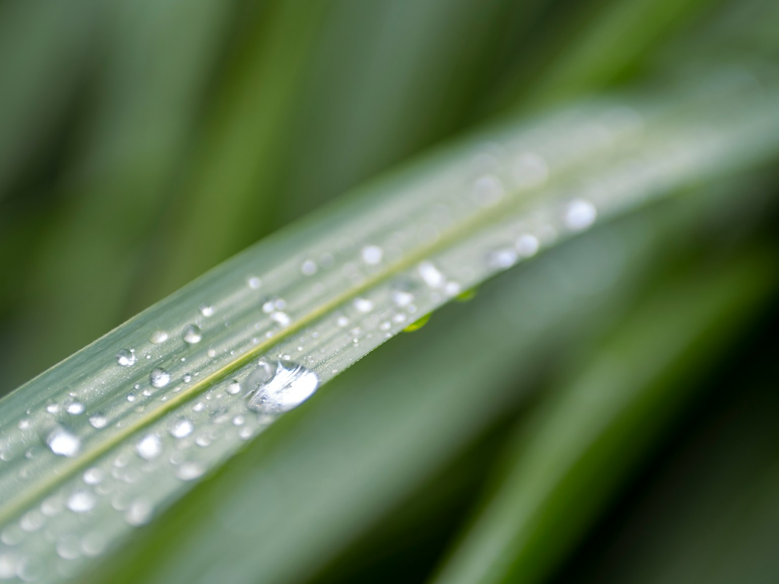 Primo piano di una foglia verde con gocce d'acqua