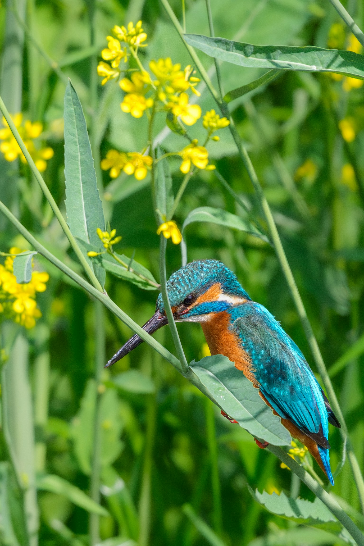Ein Eisvogel mit lebhaft blauen und orangefarbenen Federn, der in der Nähe von gelben Blumen in einem grünen Feld sitzt