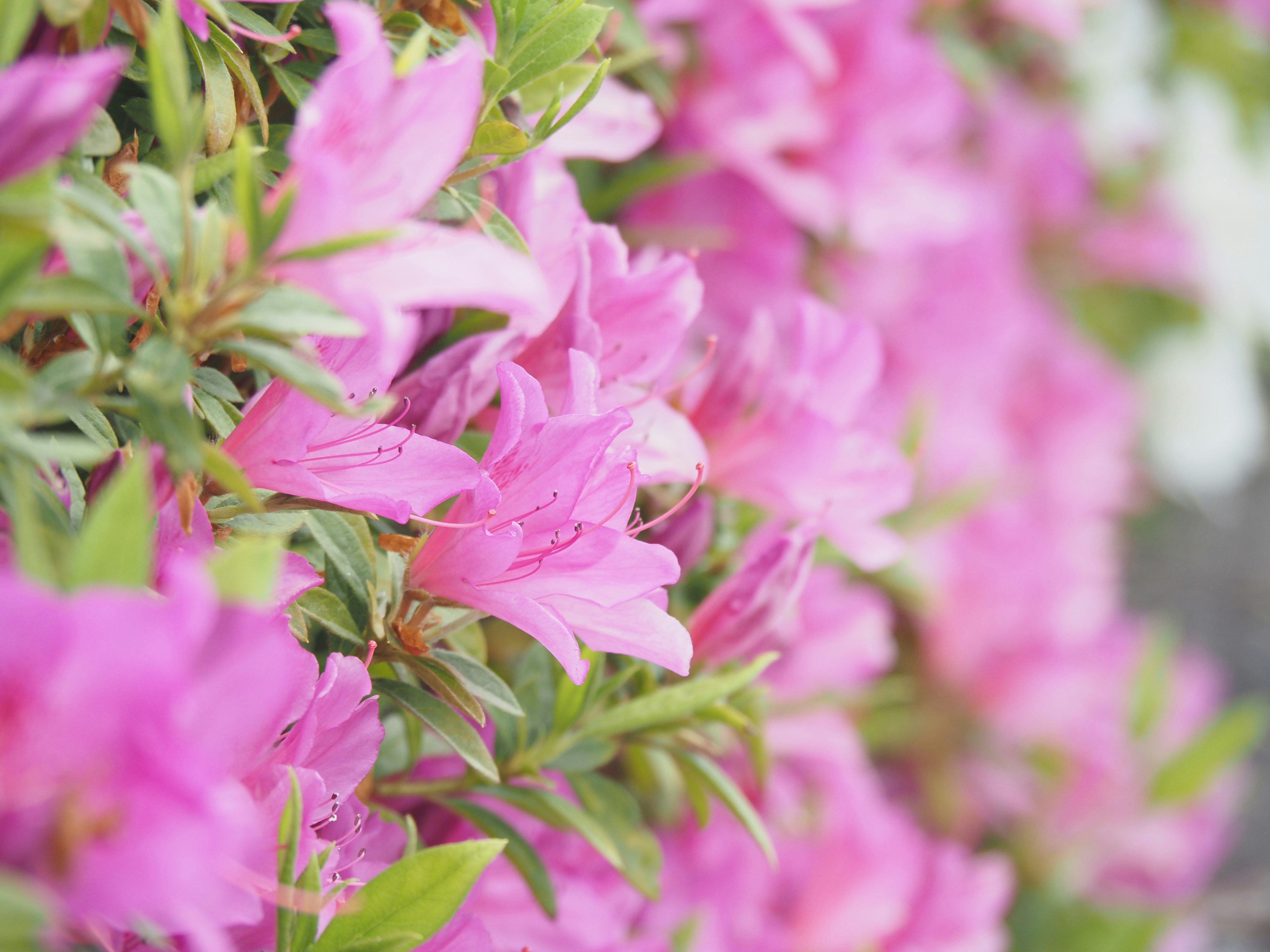 ピンクのツツジが咲き並ぶ花のクローズアップ
