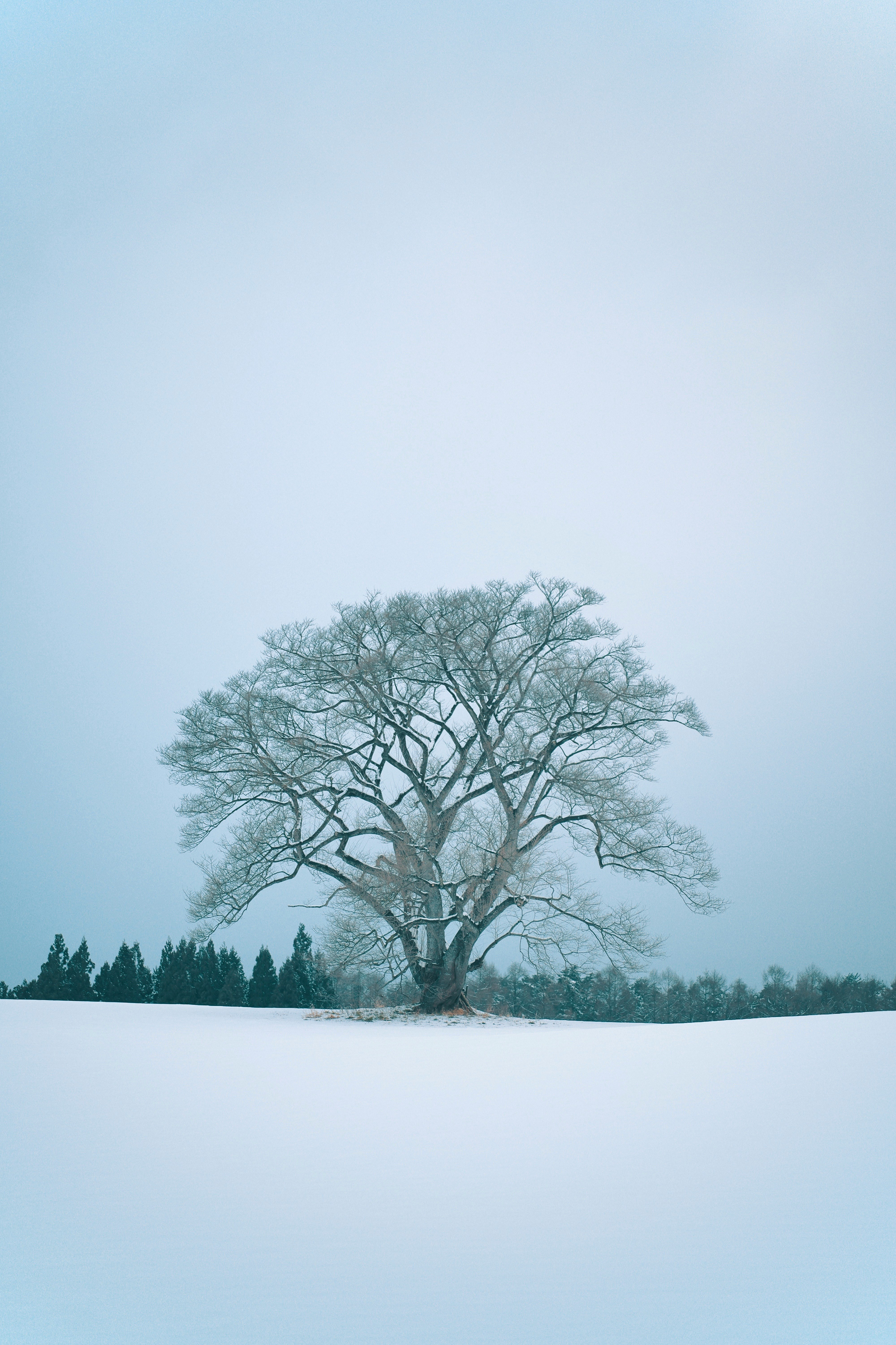 静かな一本桜のある雪のような白い水辺の風景