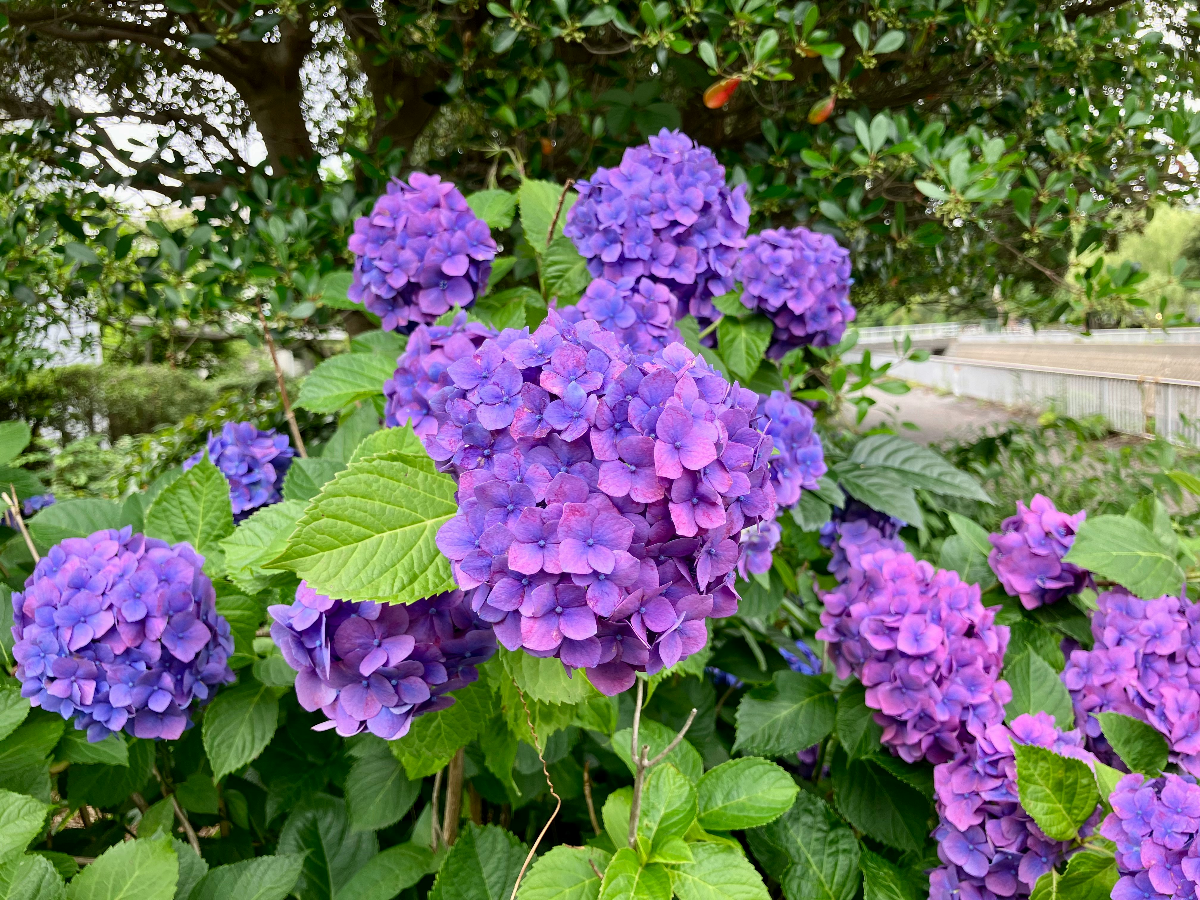 紫のアジサイの花と緑の葉が茂る庭の植栽