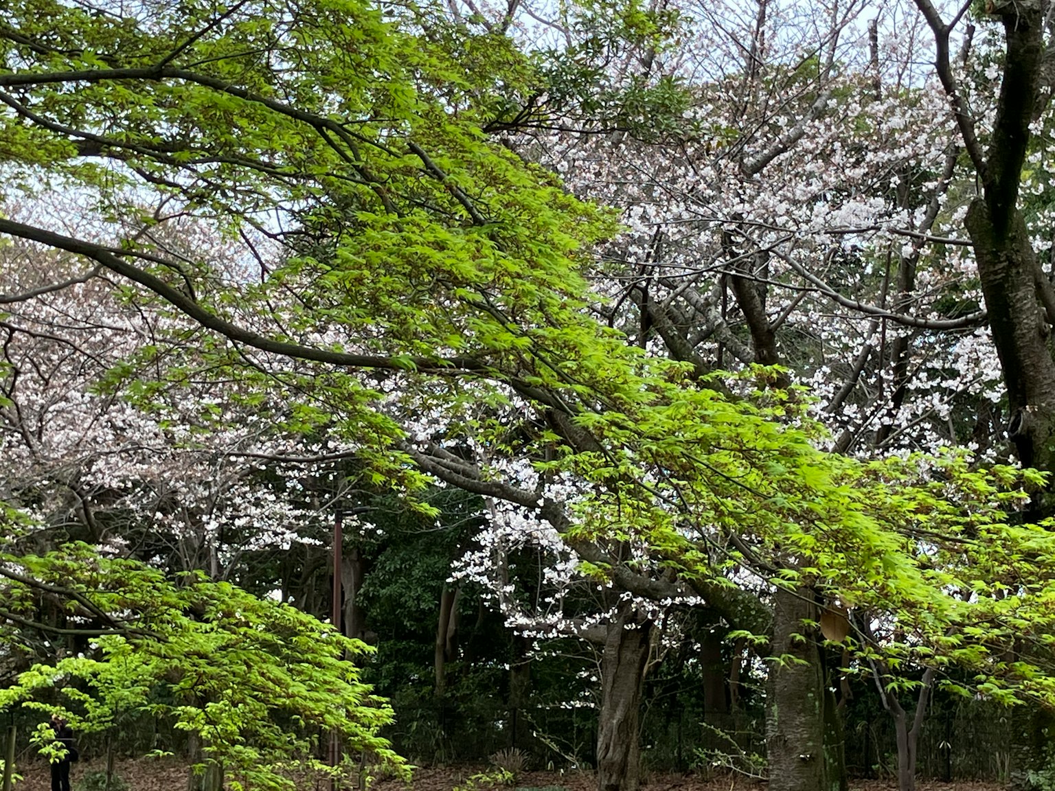 綠葉與盛開櫻花的樹木風景