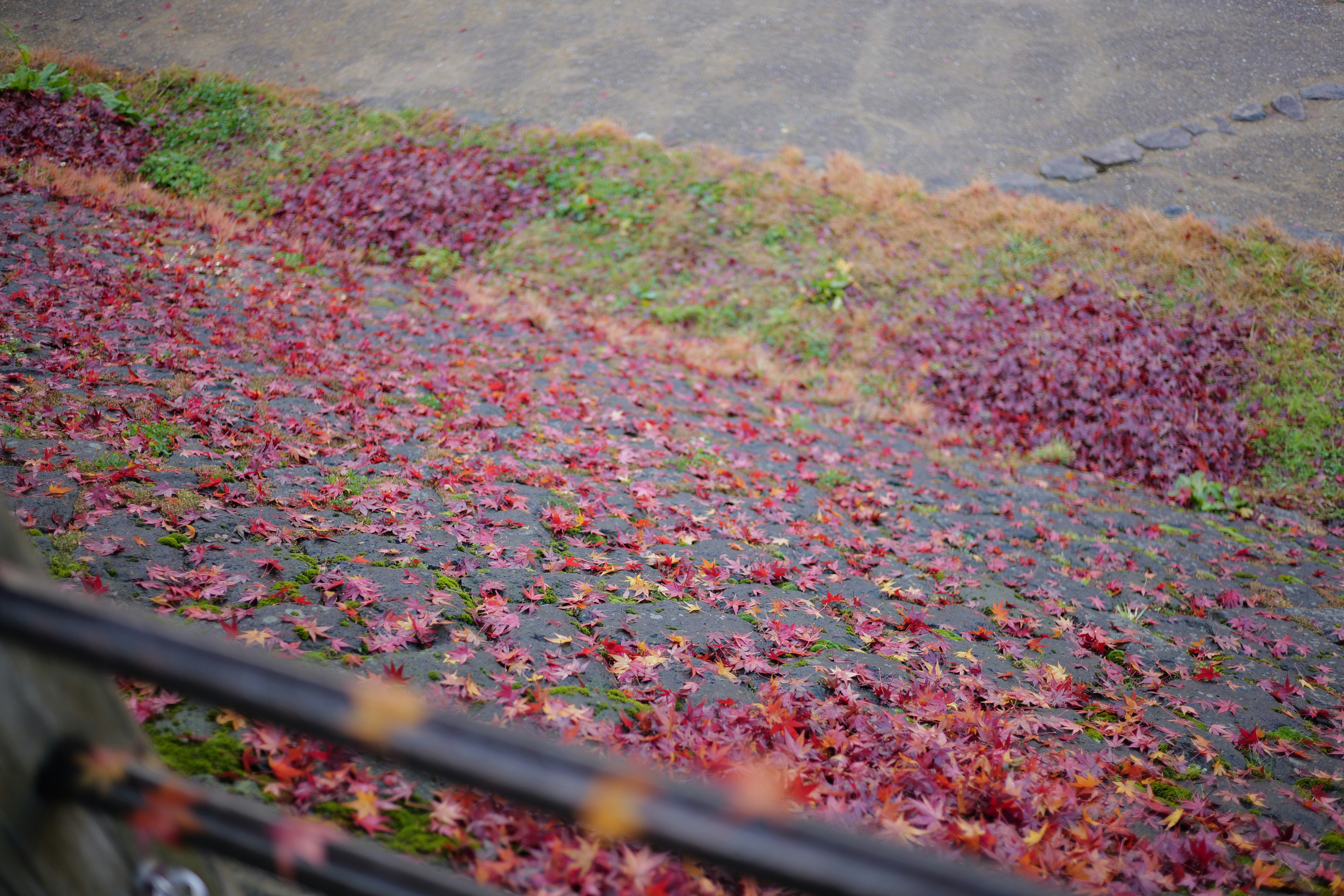 川沿いに広がる色とりどりの花畑の景色