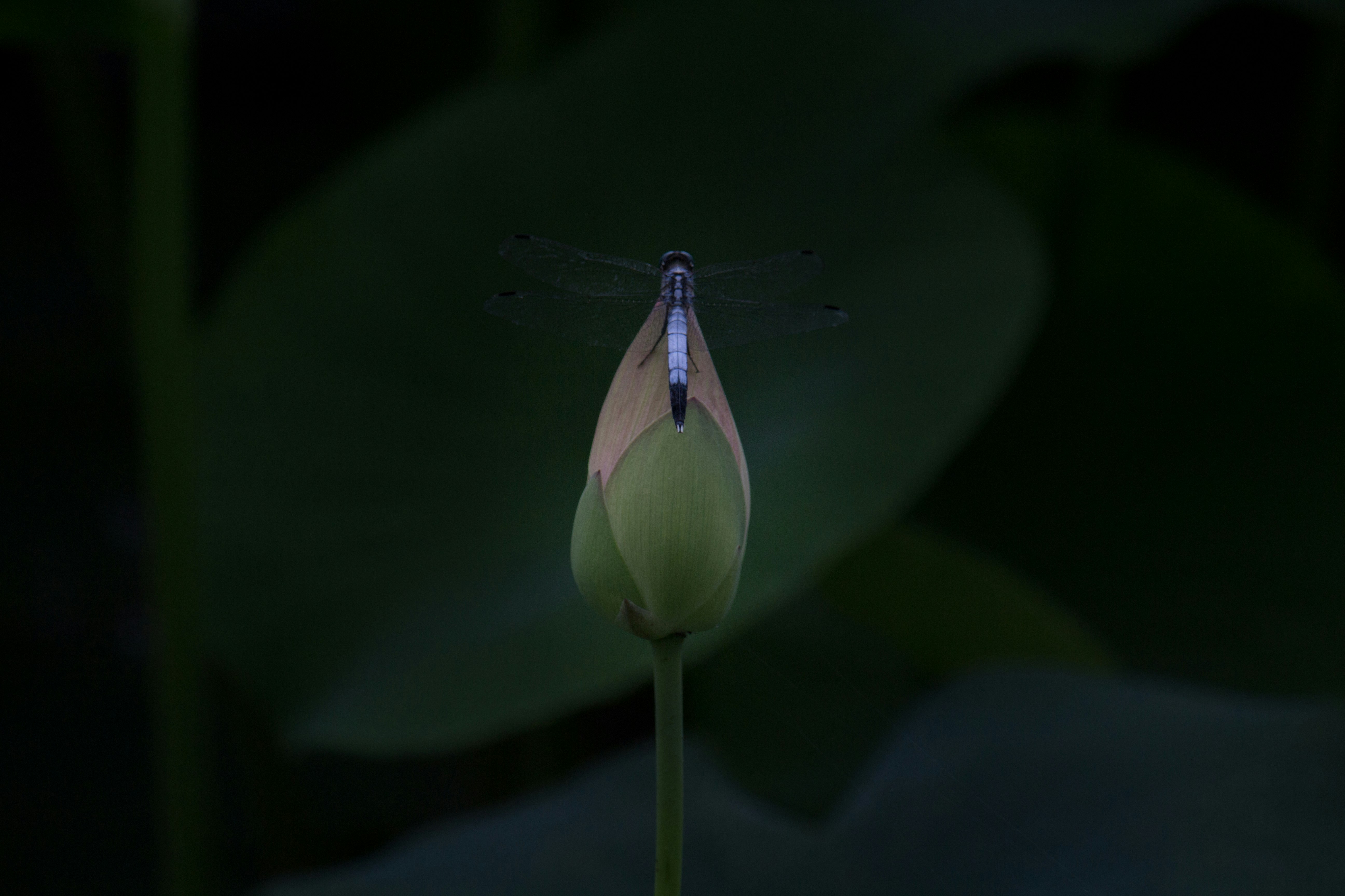 草津みずの森水生植物園の水面に浮かぶトンボのような昆虫と睡蓮のつぼみ