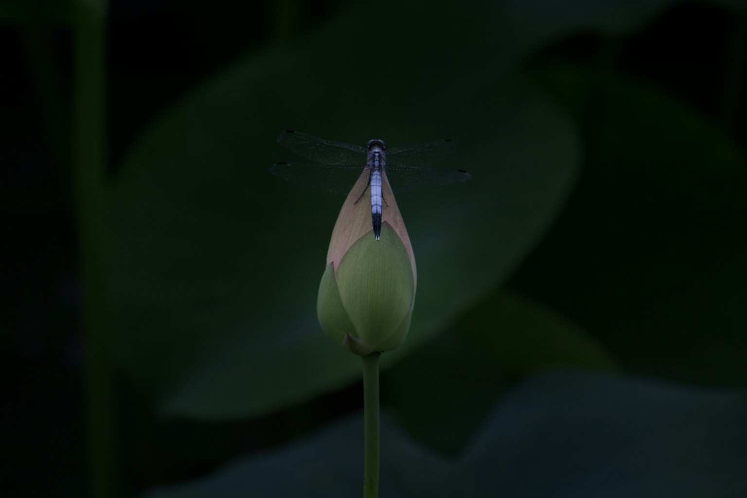 Lotus bud illuminated against a dark background with an insect hovering above