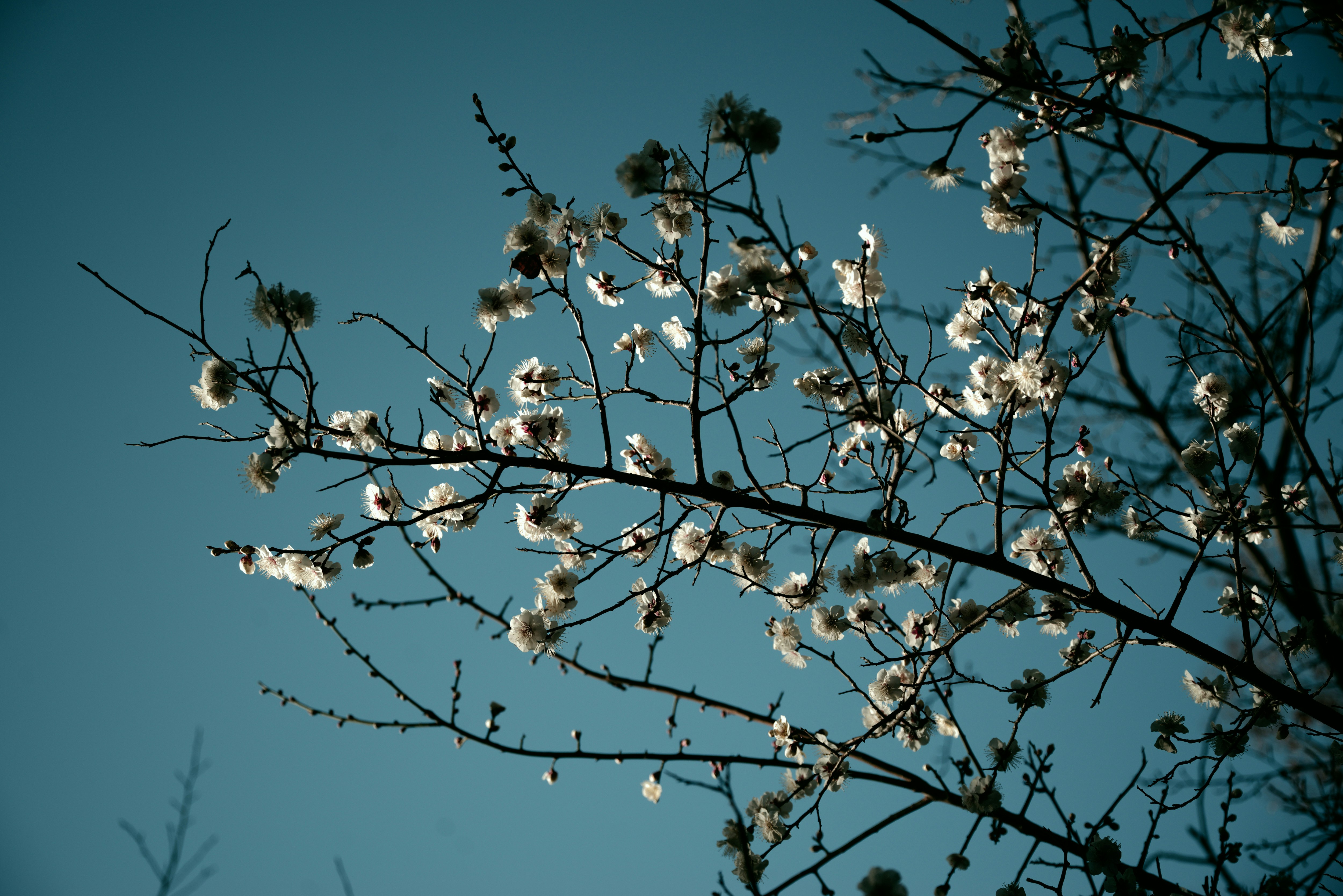 青空に咲く梅の花の枝
