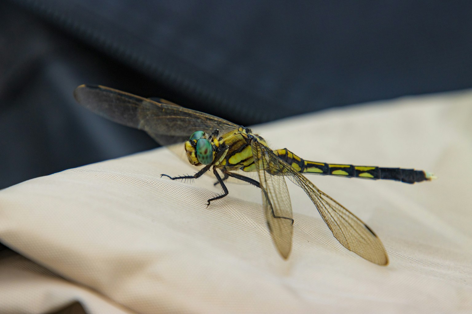 Una libellula verde e nera che si posa su un tessuto bianco