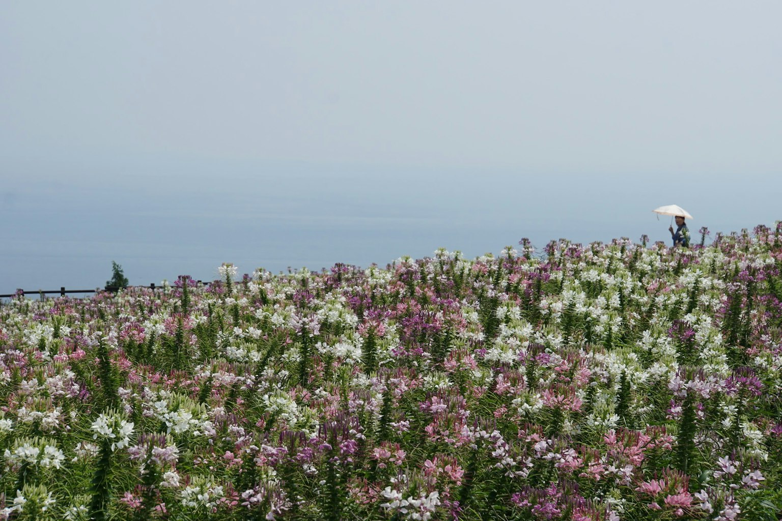 Un paesaggio collinare coperto di fiori colorati e una vista lontana dell'oceano