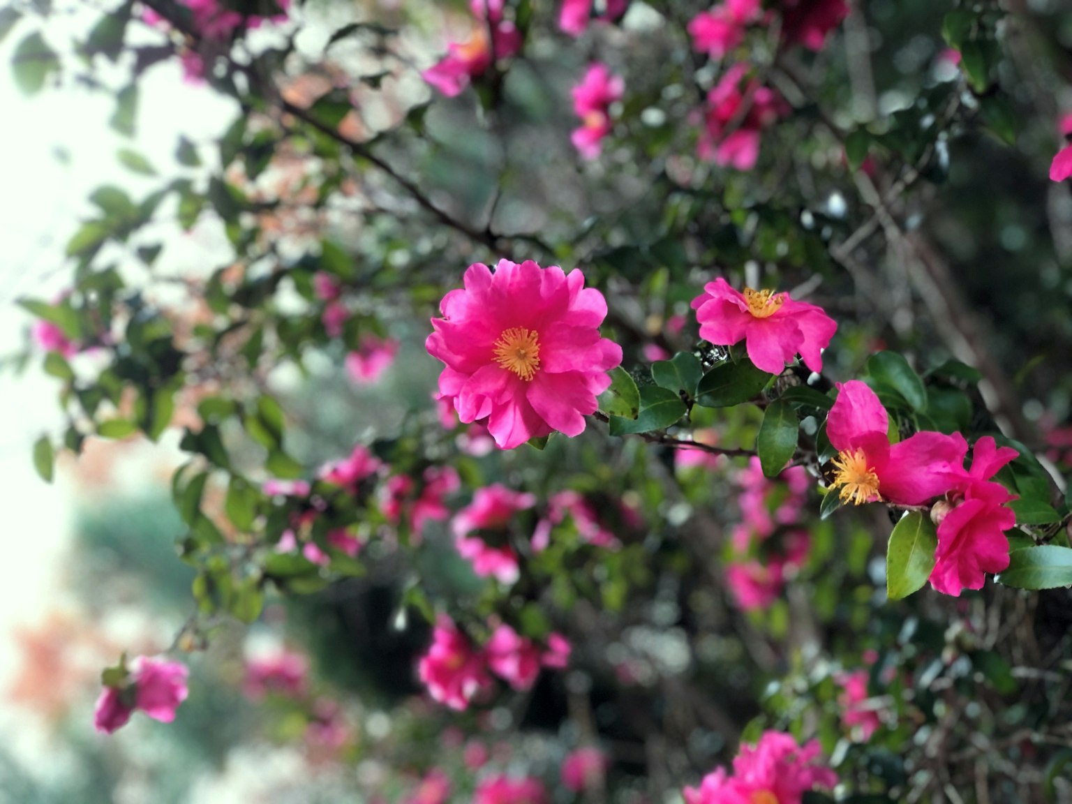 Close-up bunga pink cerah di cabang pohon